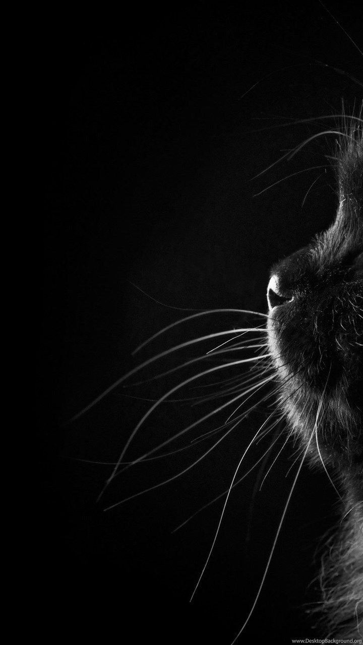 Black Persian Cat Wallpapers HD Free Download For Desktop Desktop