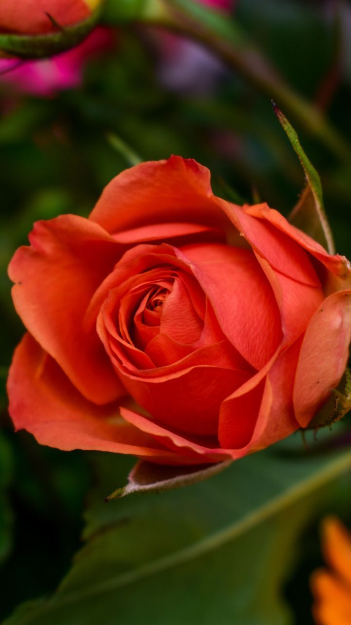 Red rose, blur, bloom, 720x1280 wallpaper. Wonderful flowers