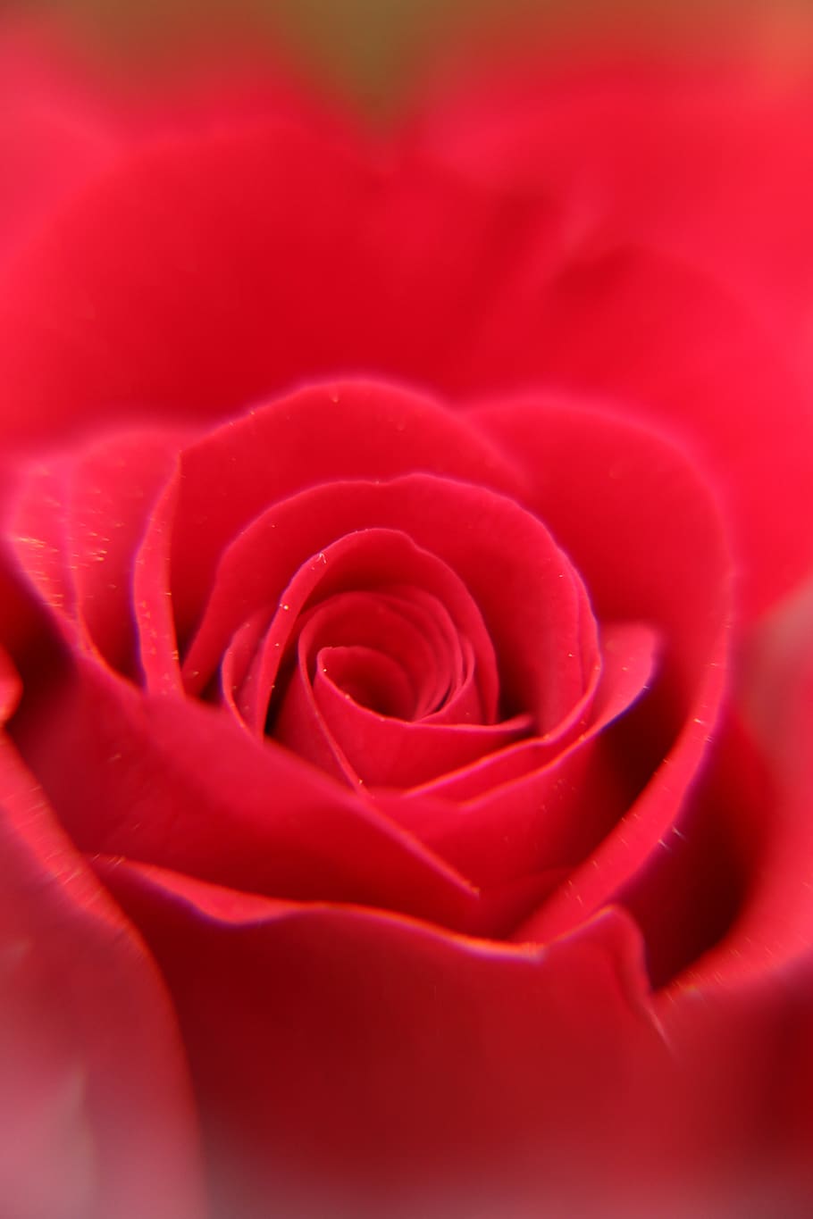 red, rose, flower, petals, close up, centre, bloom, phone