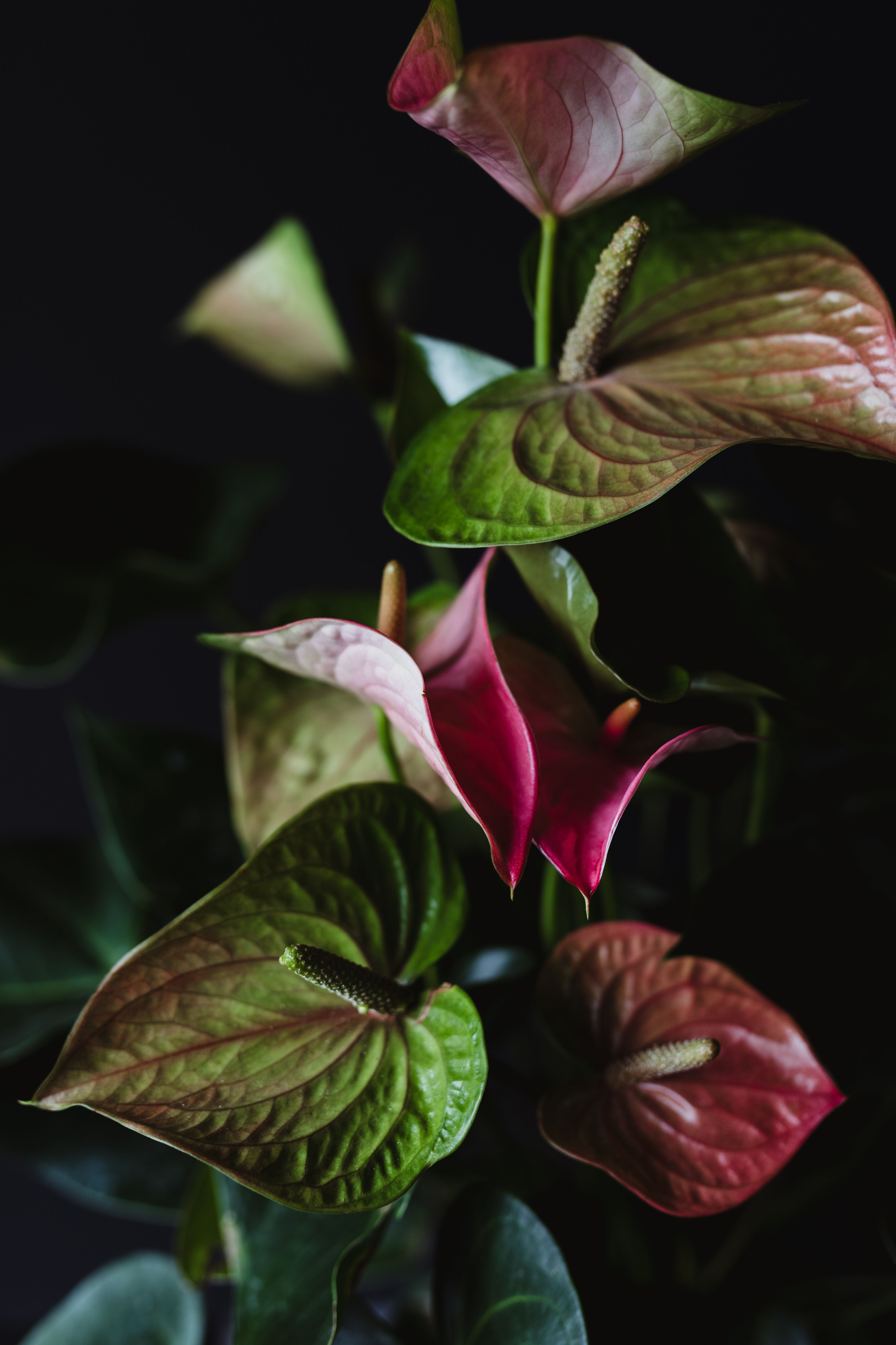 Anthurium Hydrangea Wallpapers - Wallpaper Cave