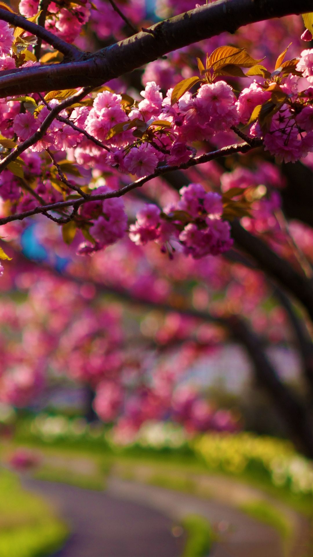 Free download Spring Purple Flowers Tree Alley Bokeh Android