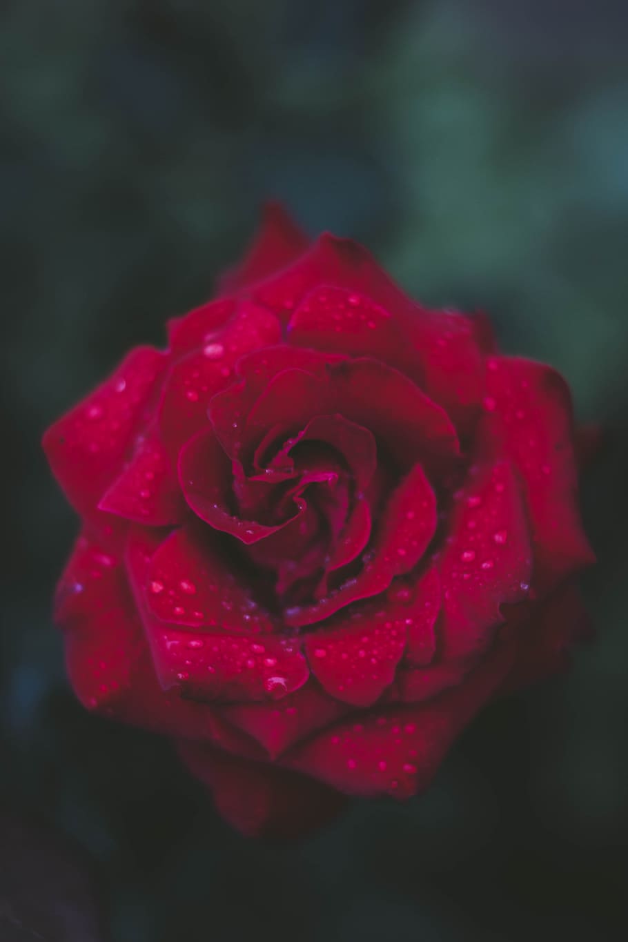 HD wallpaper: Selective Focus Photography of Red Rose, beautiful