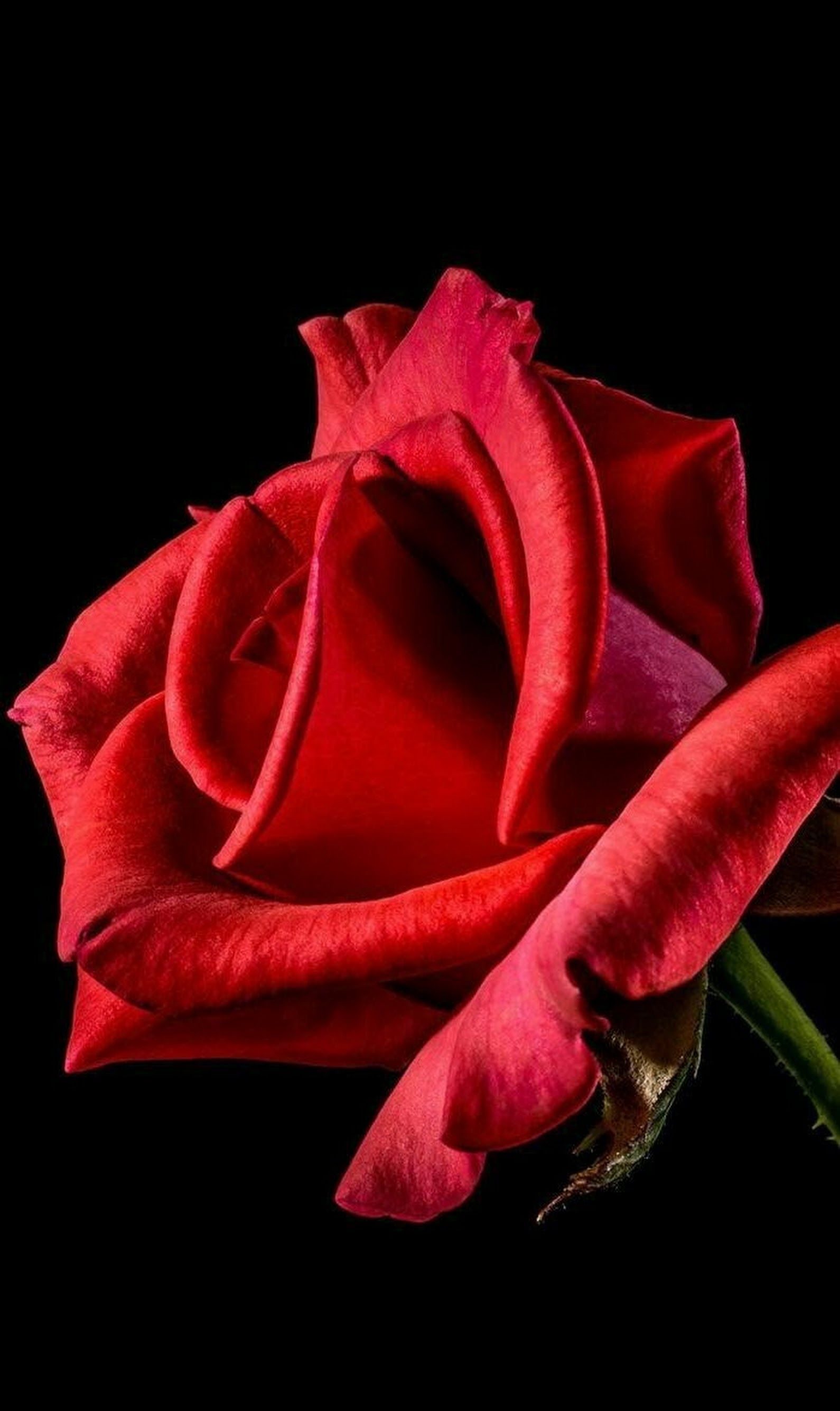 David. Red roses, Beautiful roses, Blooming rose