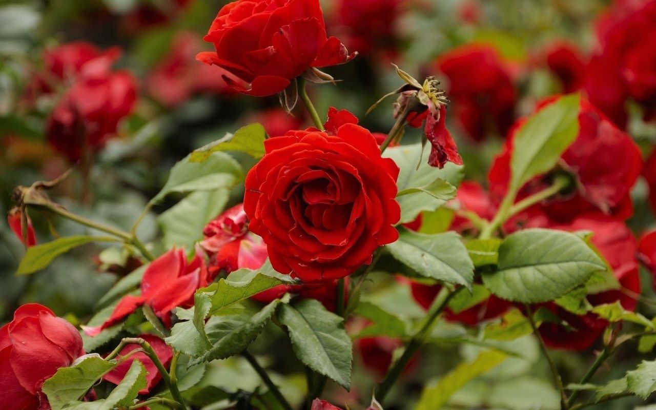 Red roses blooming in the garden Desktop wallpaper 1280x800