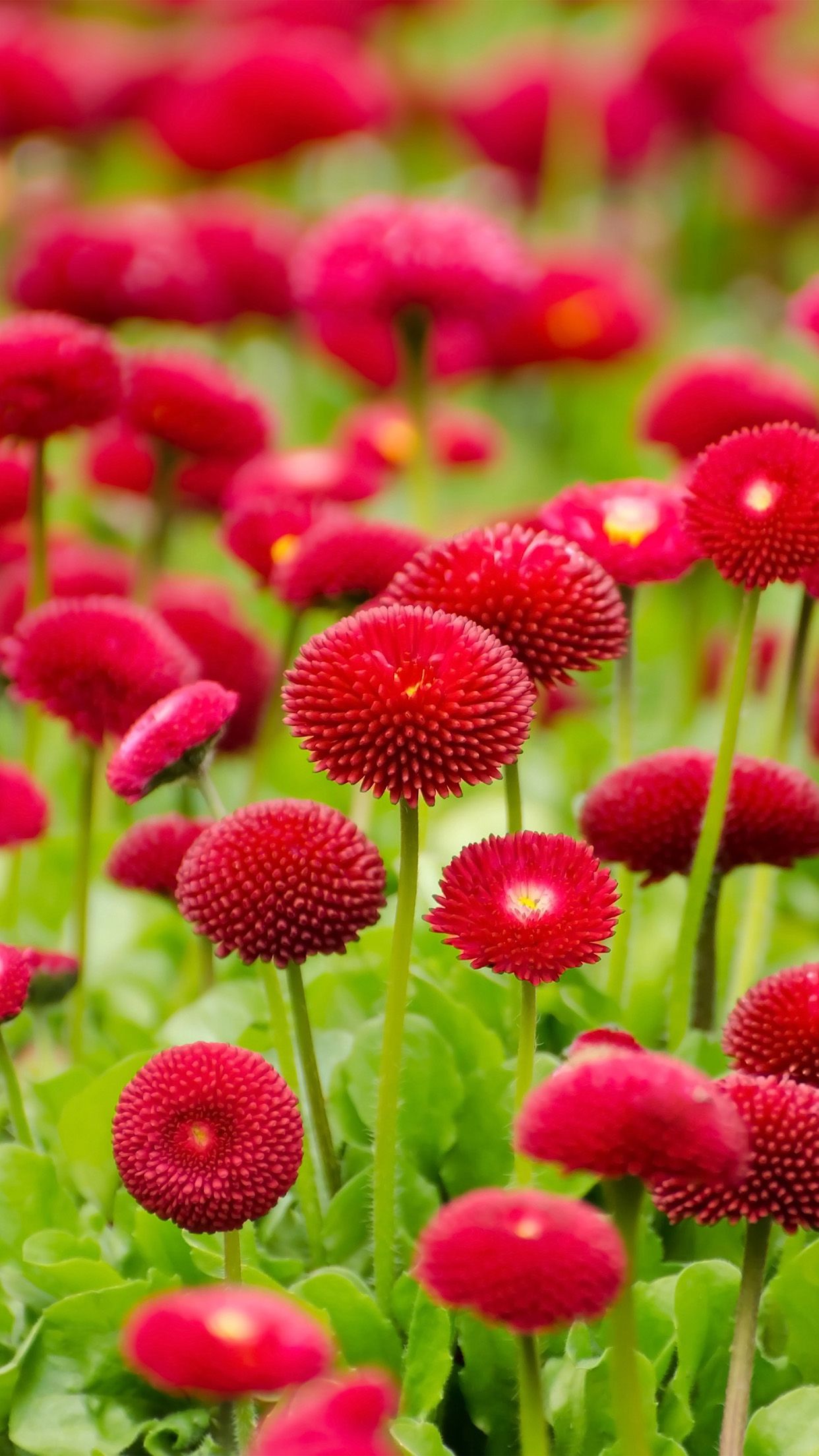 Flower Red Green Spring Bokeh Nature Android wallpaper