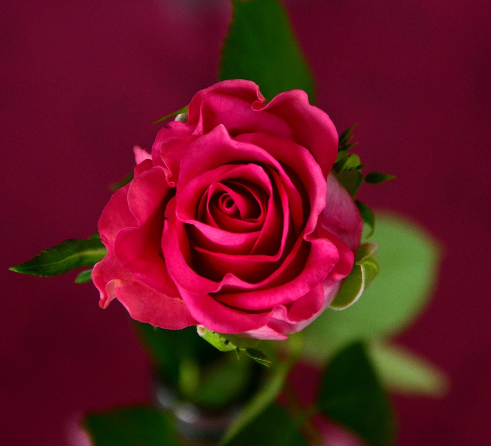 Flower, Roses, Red, Roses, Bloom, Smells Good, HD Nature Image