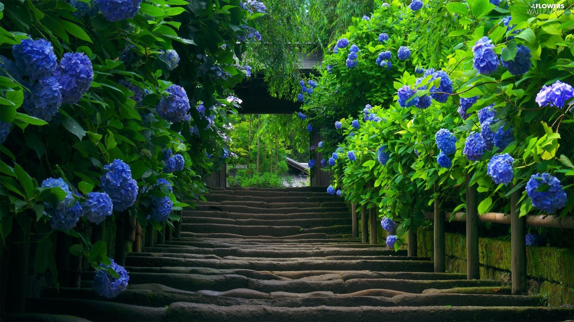 old, Blue, hydrangea, Stairs wallpaper: 1920x1080