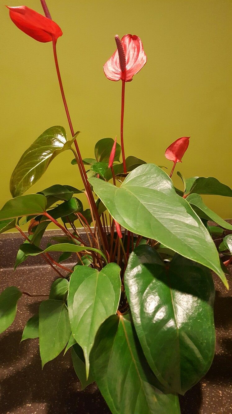 Anthurium Hydrangea Wallpapers - Wallpaper Cave