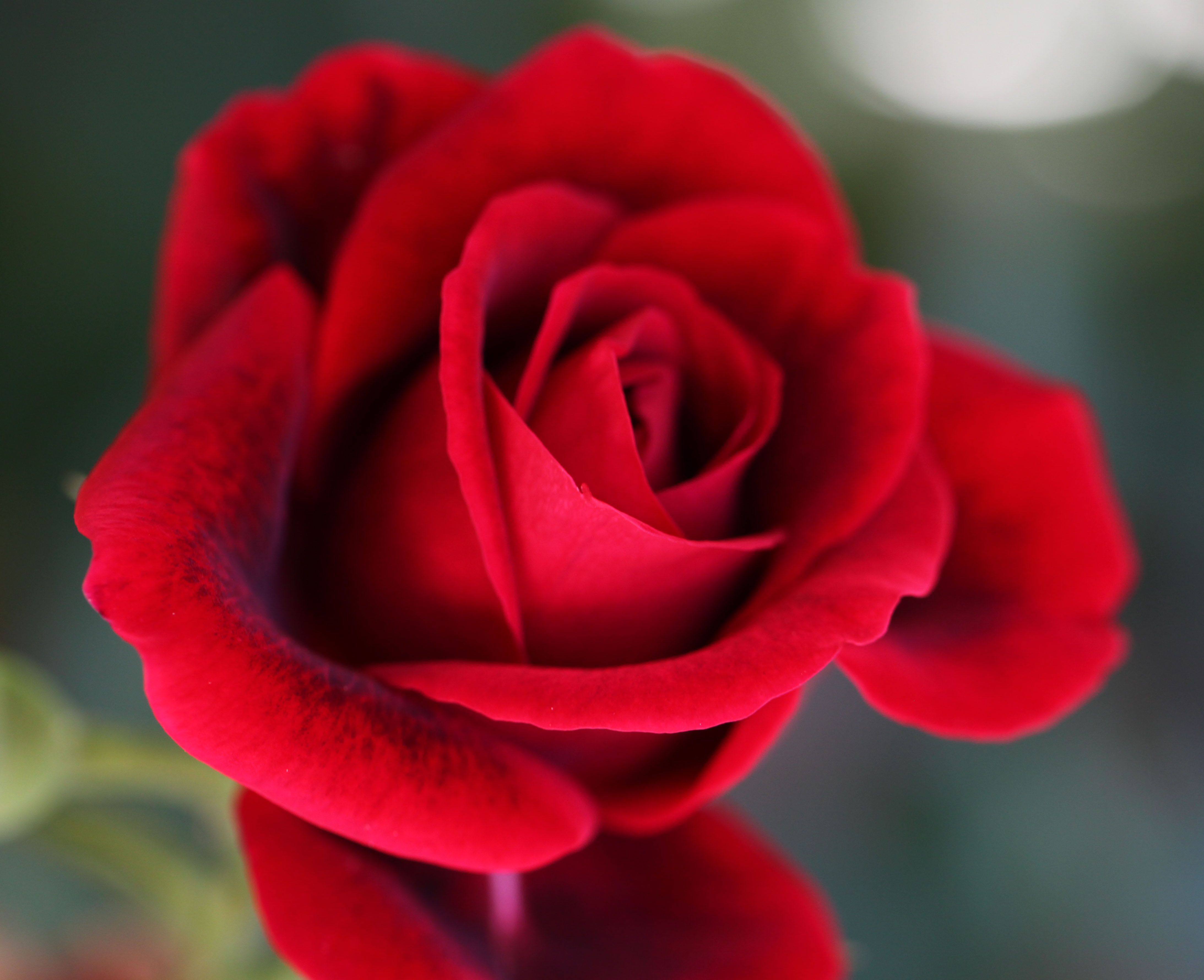 Red Rose Bloom Wallpapers - Wallpaper Cave
