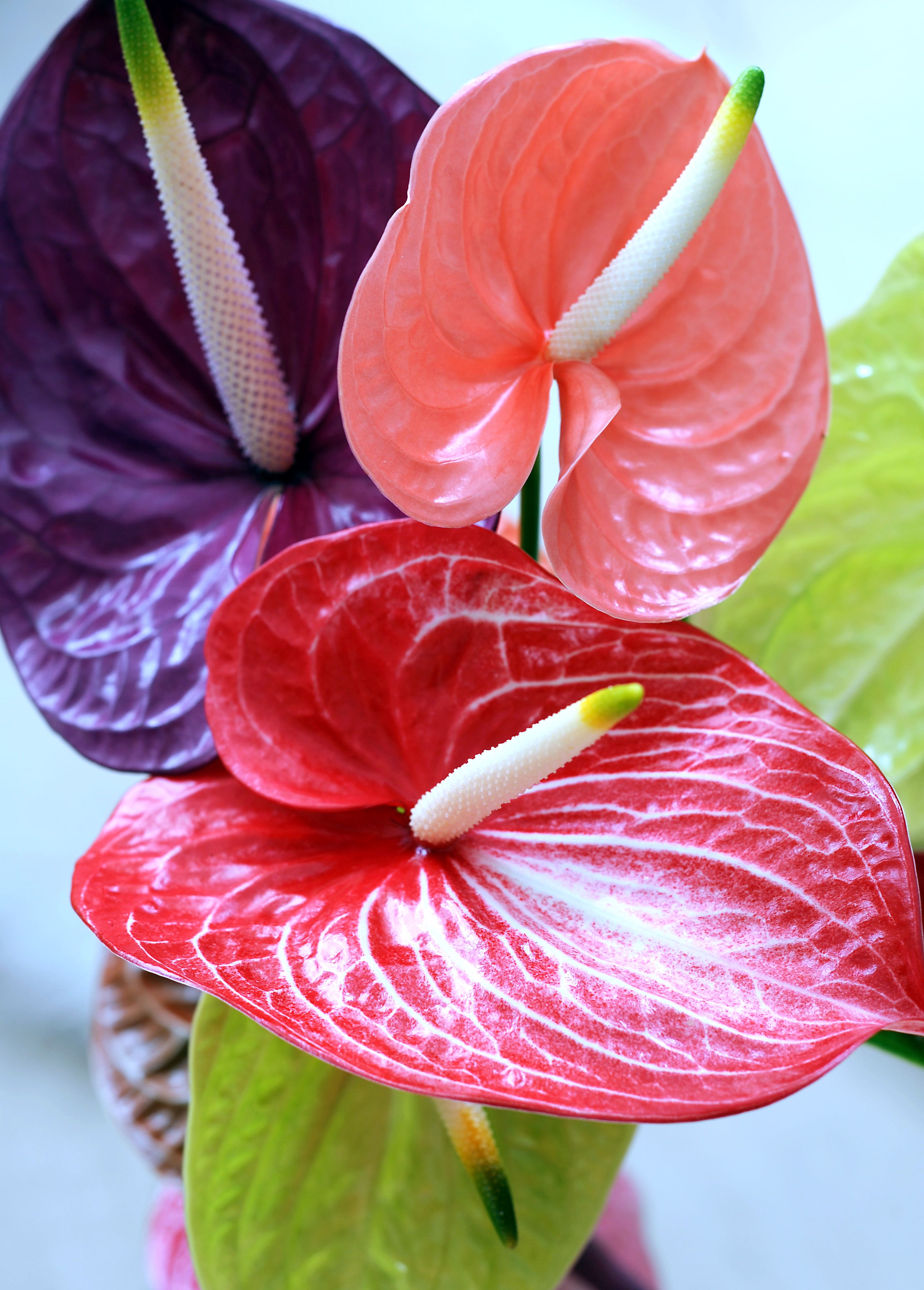 Anthurium Hydrangea Wallpapers - Wallpaper Cave - EroFound