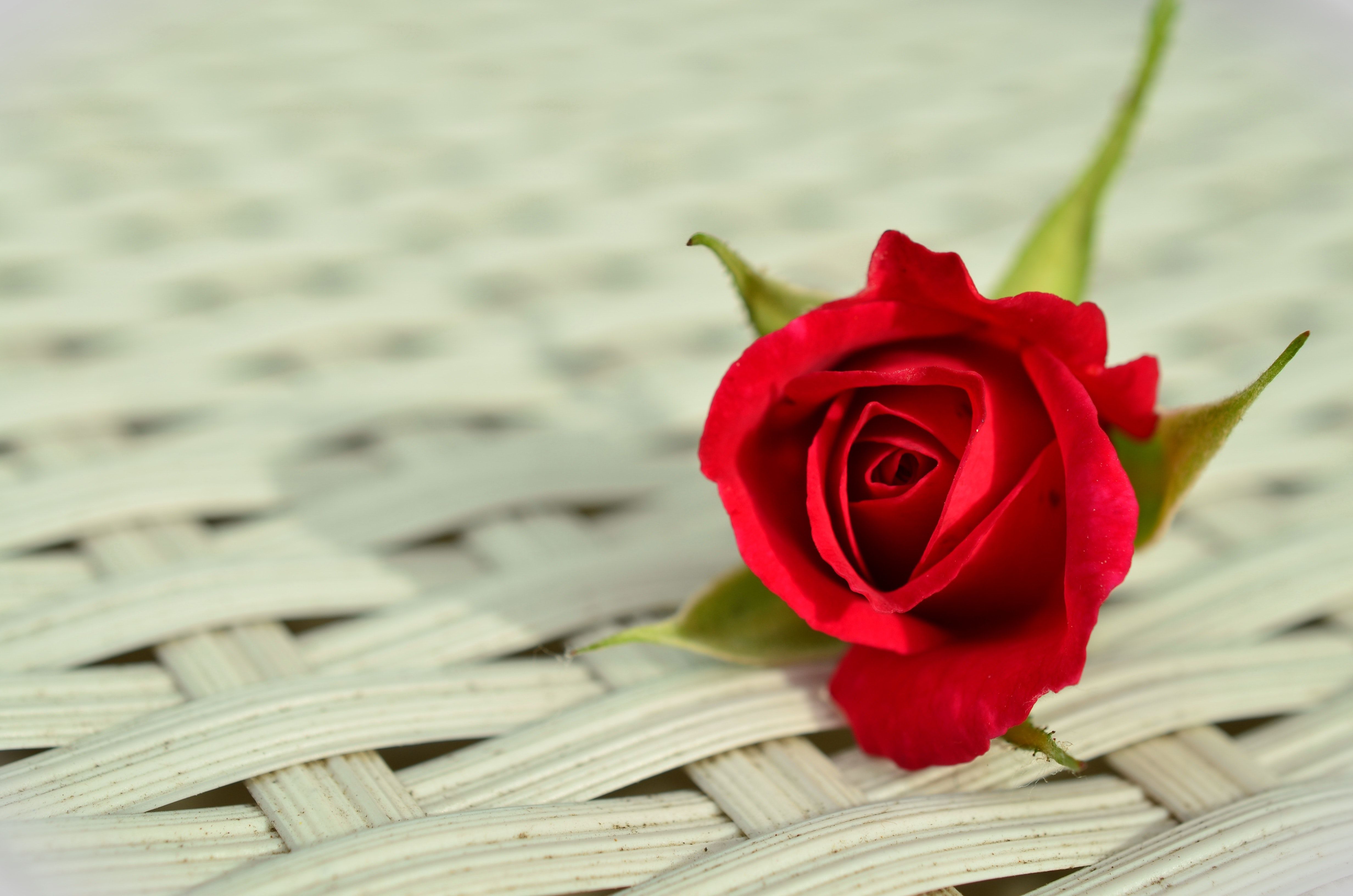 Free photo: Red Rose on White Weaved Surface, Blossom