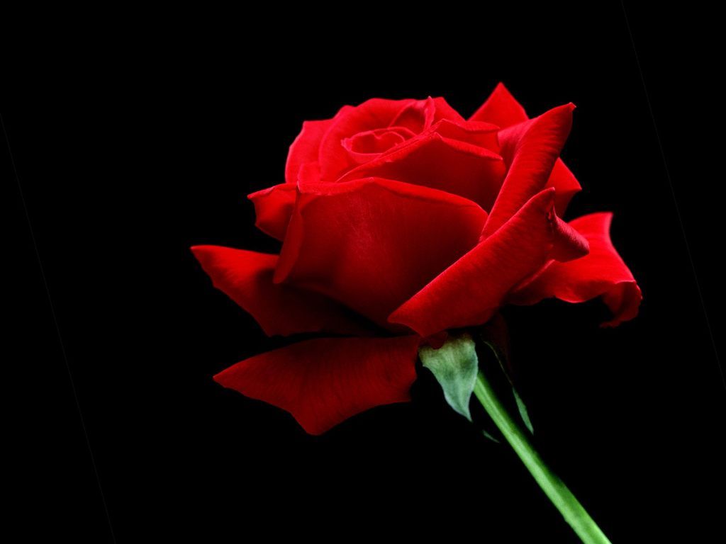 Free download Home Flower Wallpaper A Single Red Rose wallpaper