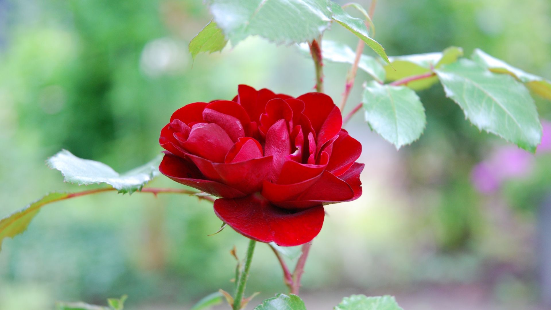 Wallpaper Red Rose, Plant, Flower, Bloom, Close Up, Roses