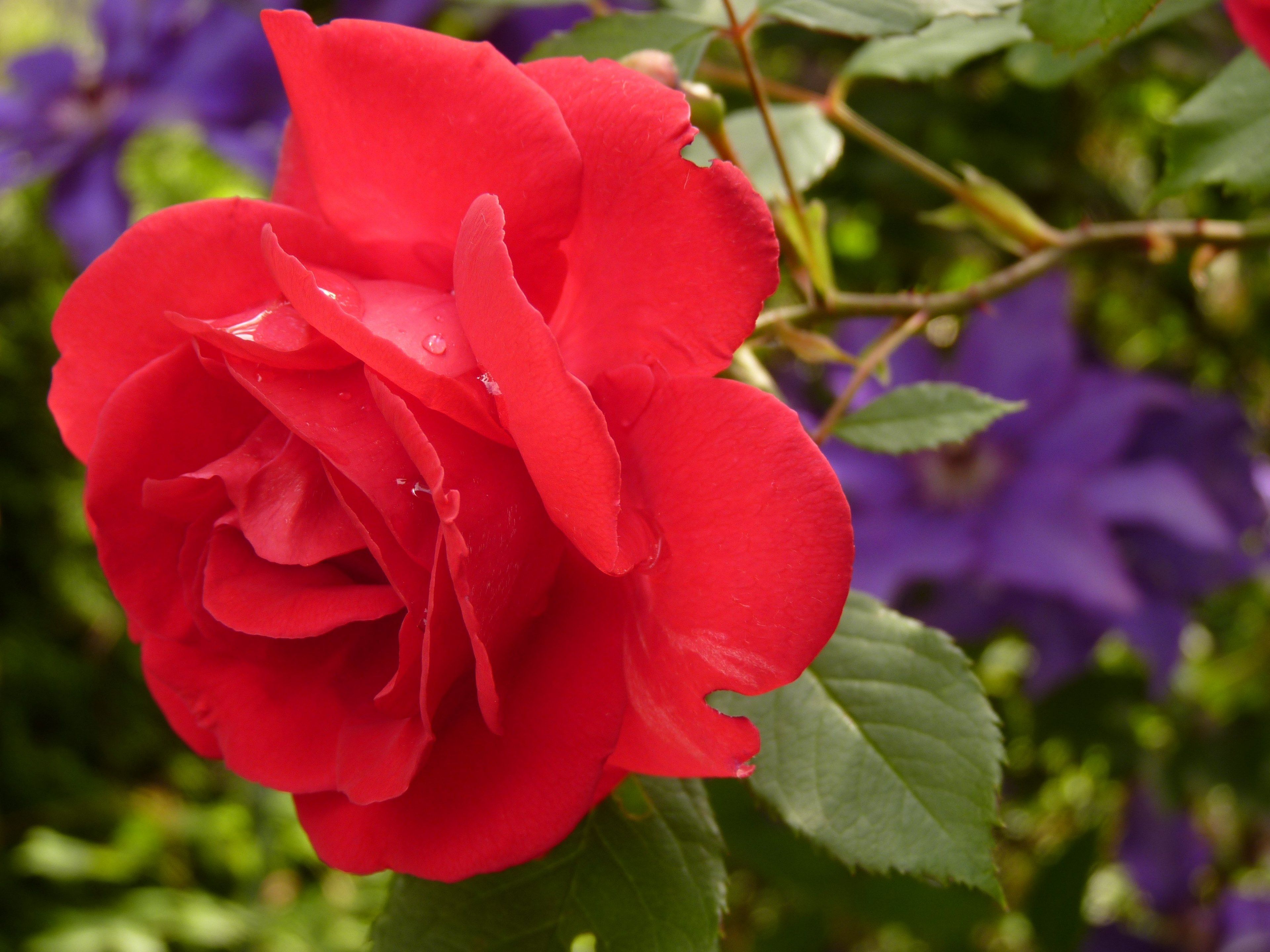 rose #blossom #bloom #red rose #rose bloom #fragrance 4k wallpaper