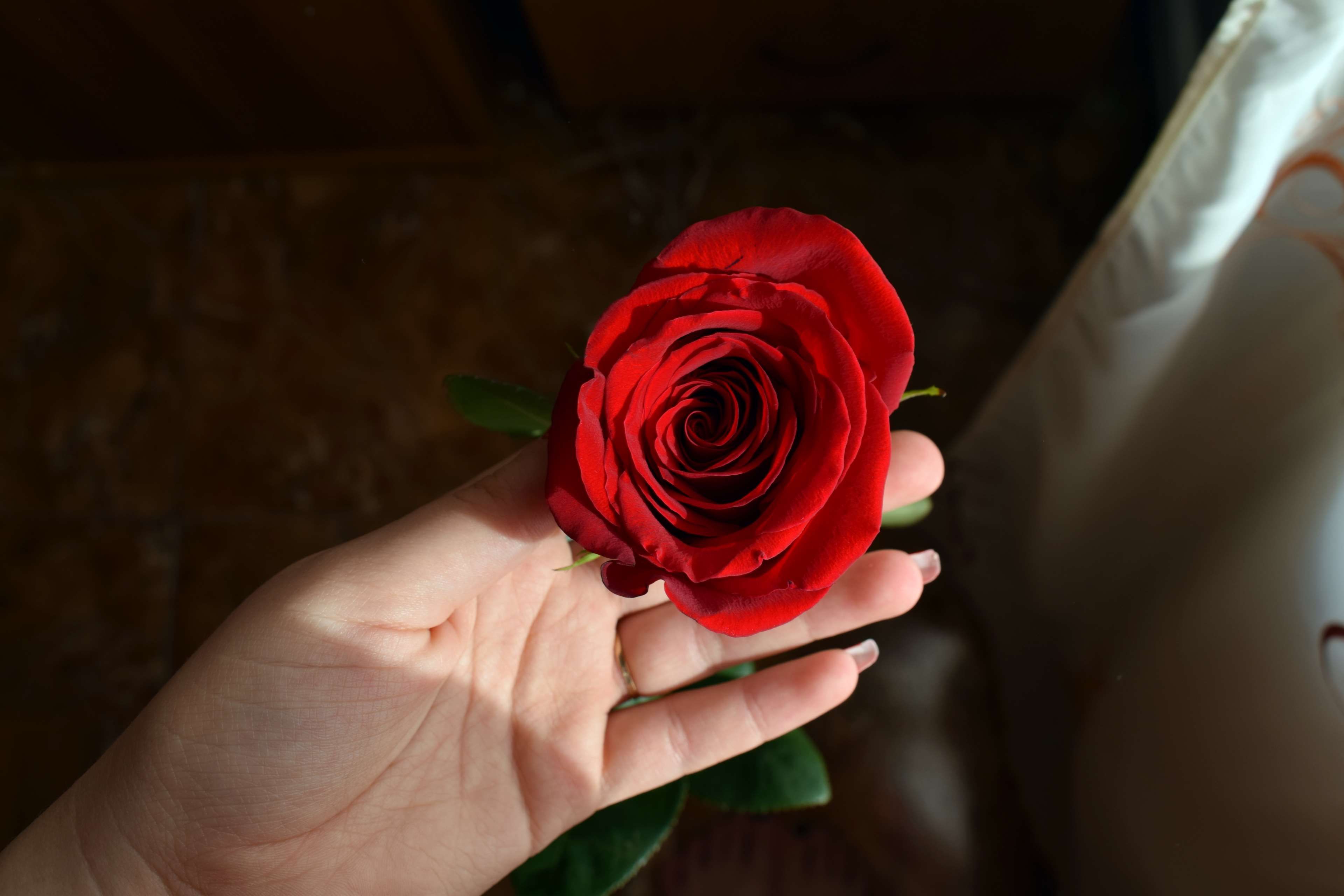 Red Rose wallpaper and background