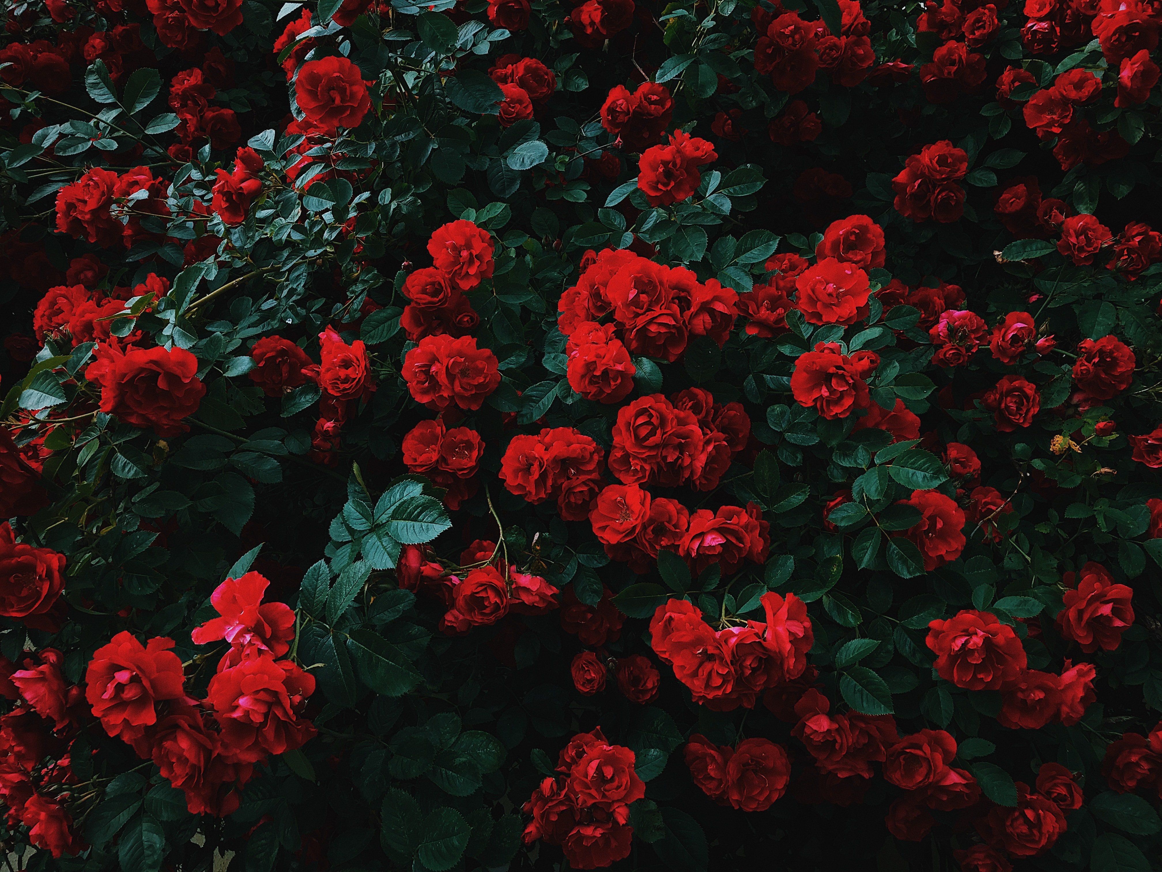 Wallpaper Picture Of Red Roses