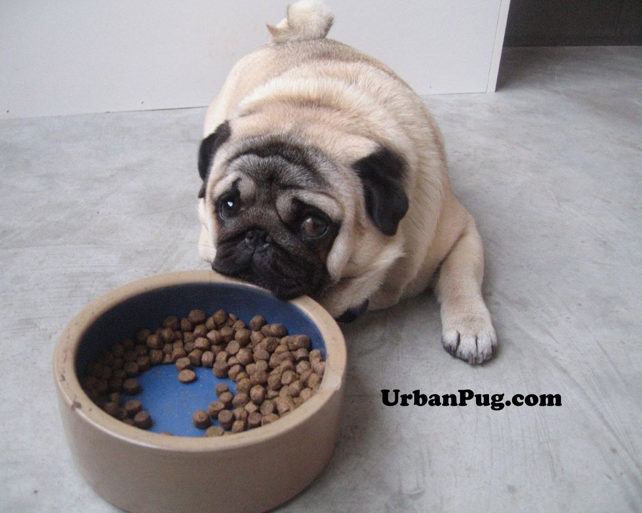 Fun Pug Wallpaper