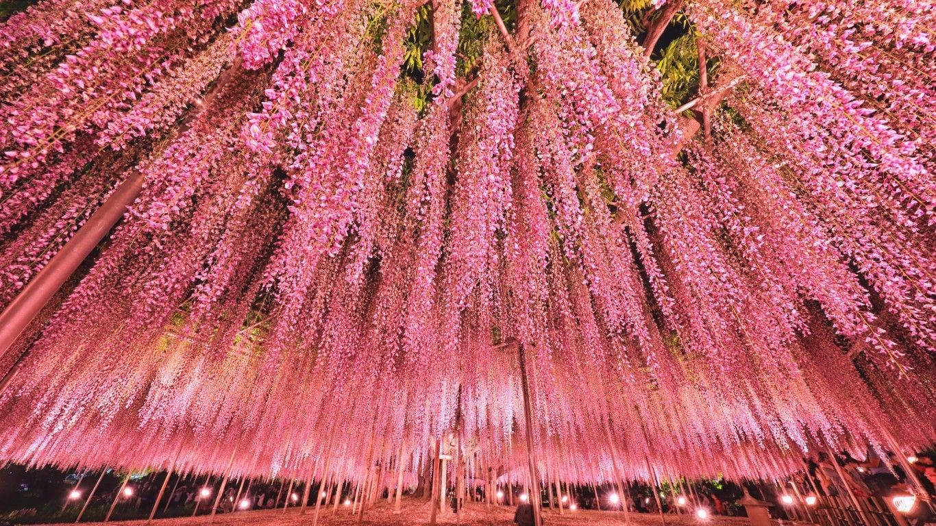 Download 1366x768 Japan Tokyo, Wisteria Festival, Pink Tree