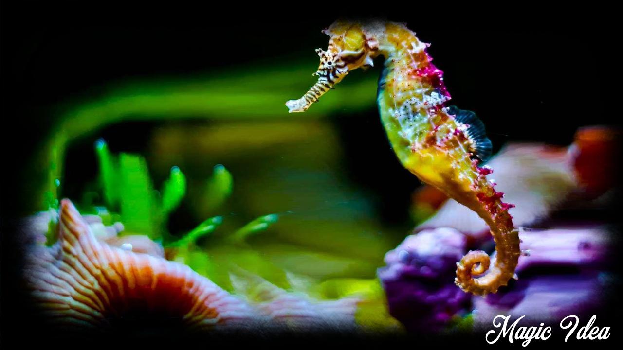 Seahorse Wallpaper for Android
