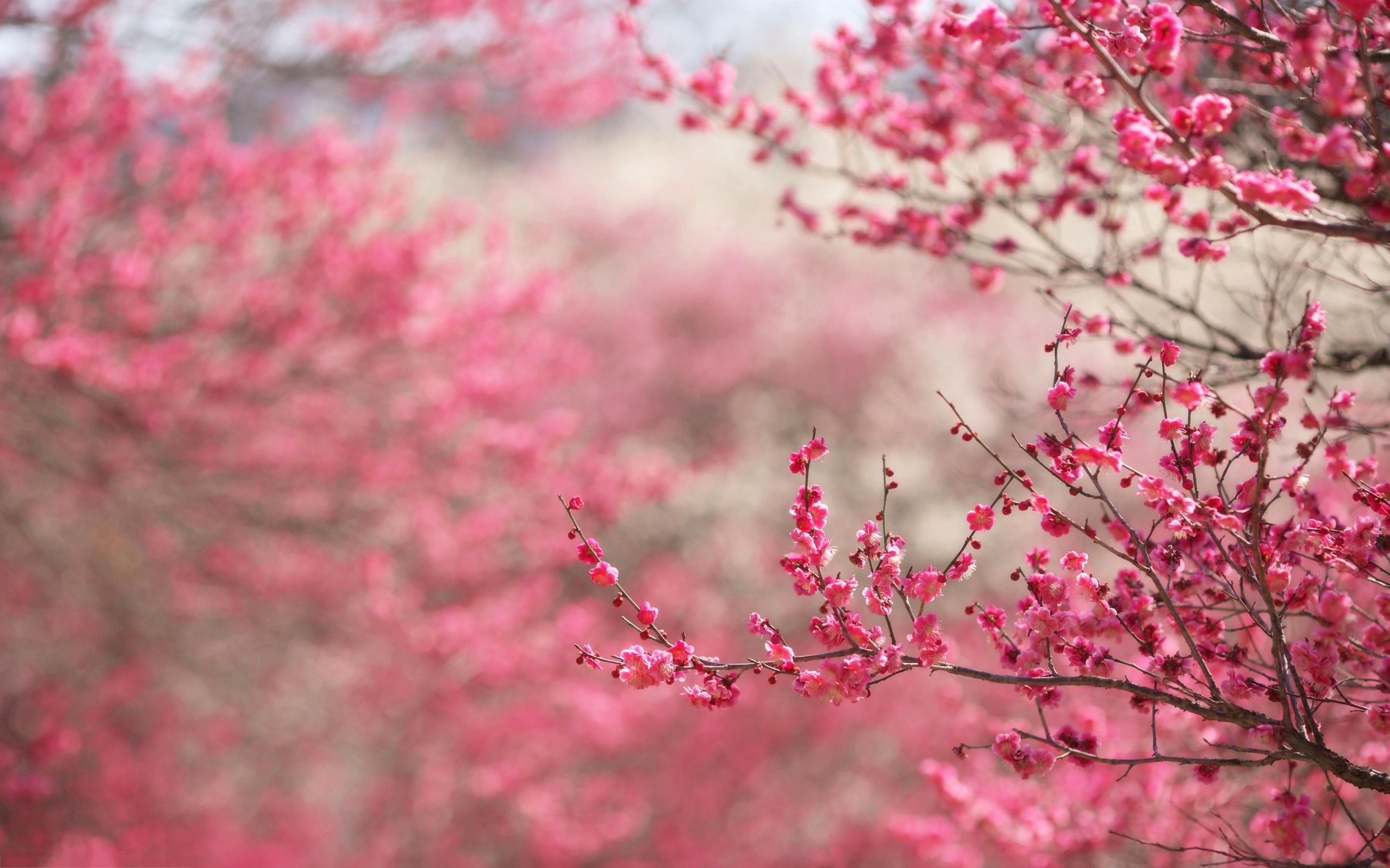 Cherry blossoms in spring Wallpaper