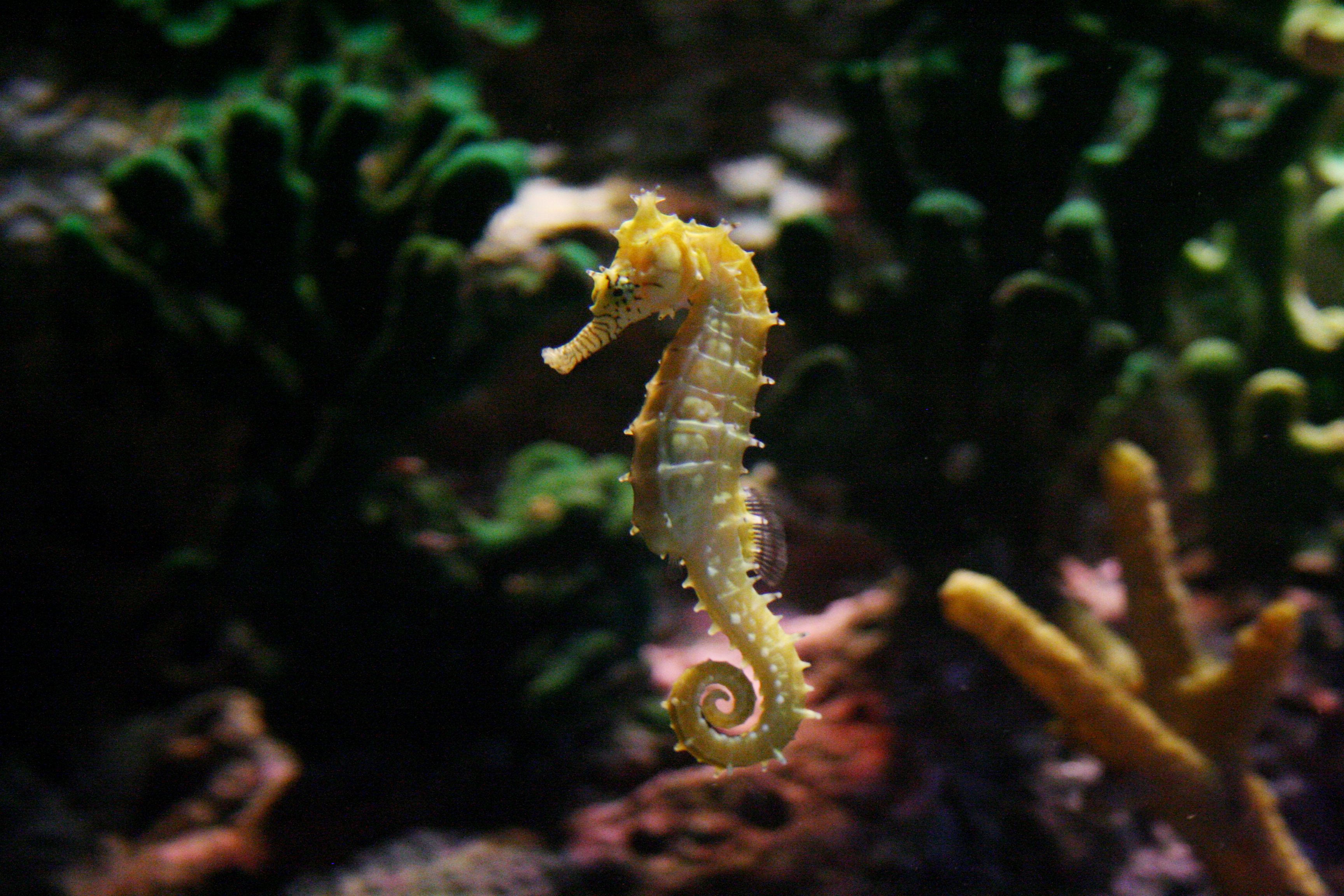 Free download Seahorse Wallpaper HD [3456x2304] for your Desktop