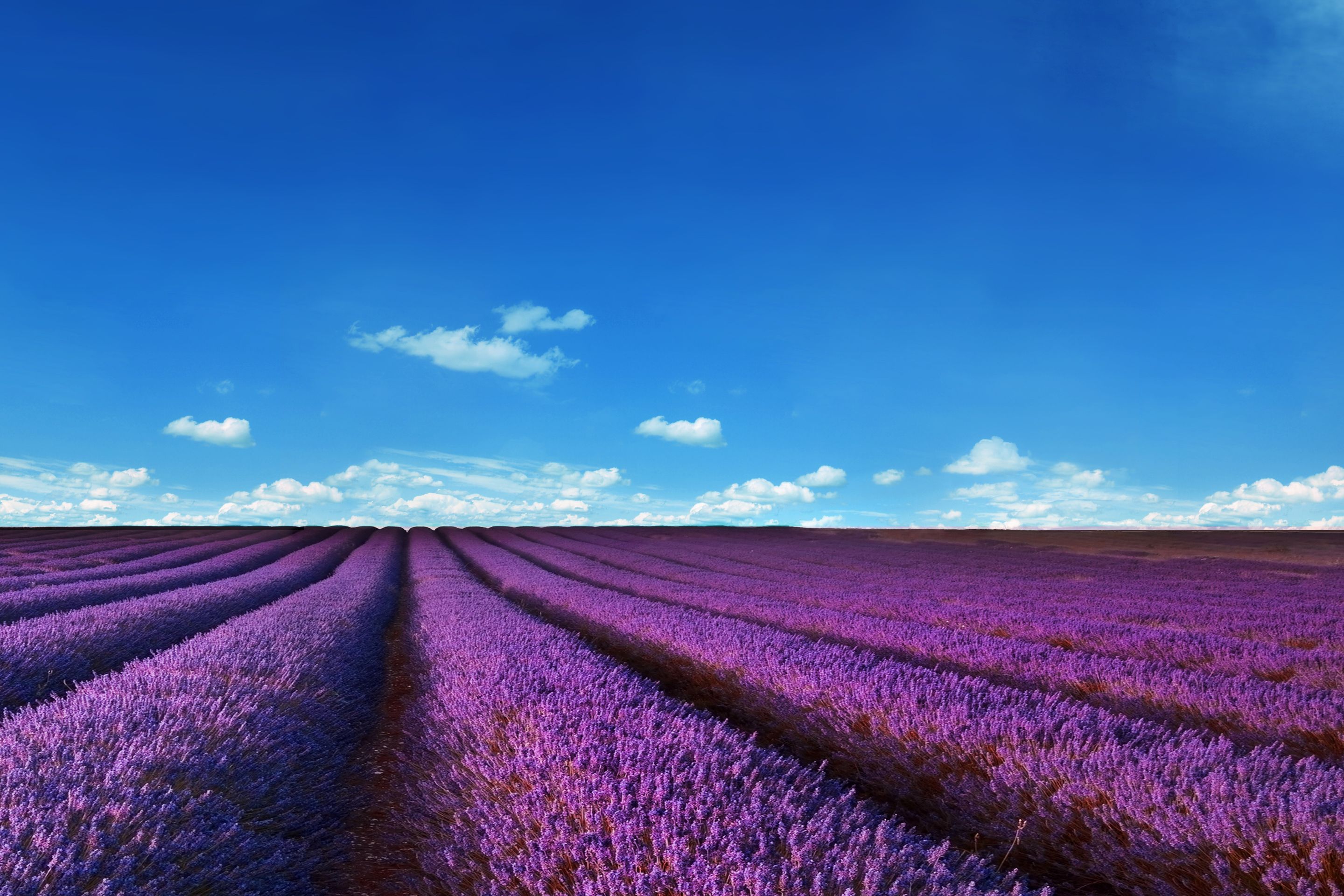 Wallpaper Lavender Fields, HD, Nature