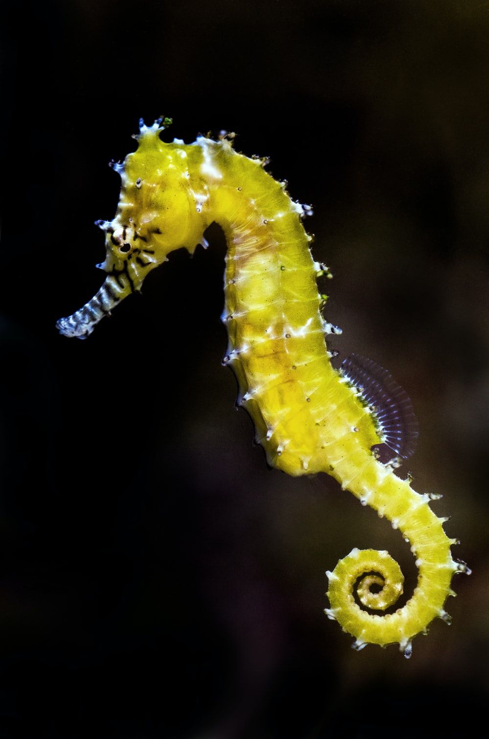 Seahorse Picture. Download Free Image