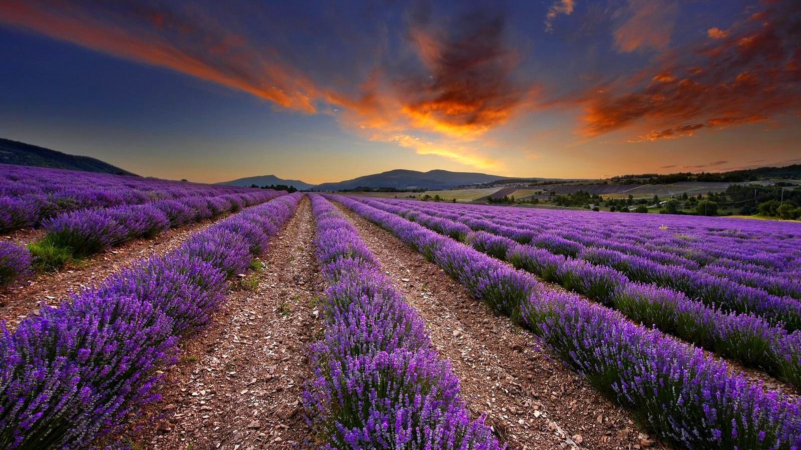 Lavender Field At Starry Night Wallpapers - Wallpaper Cave