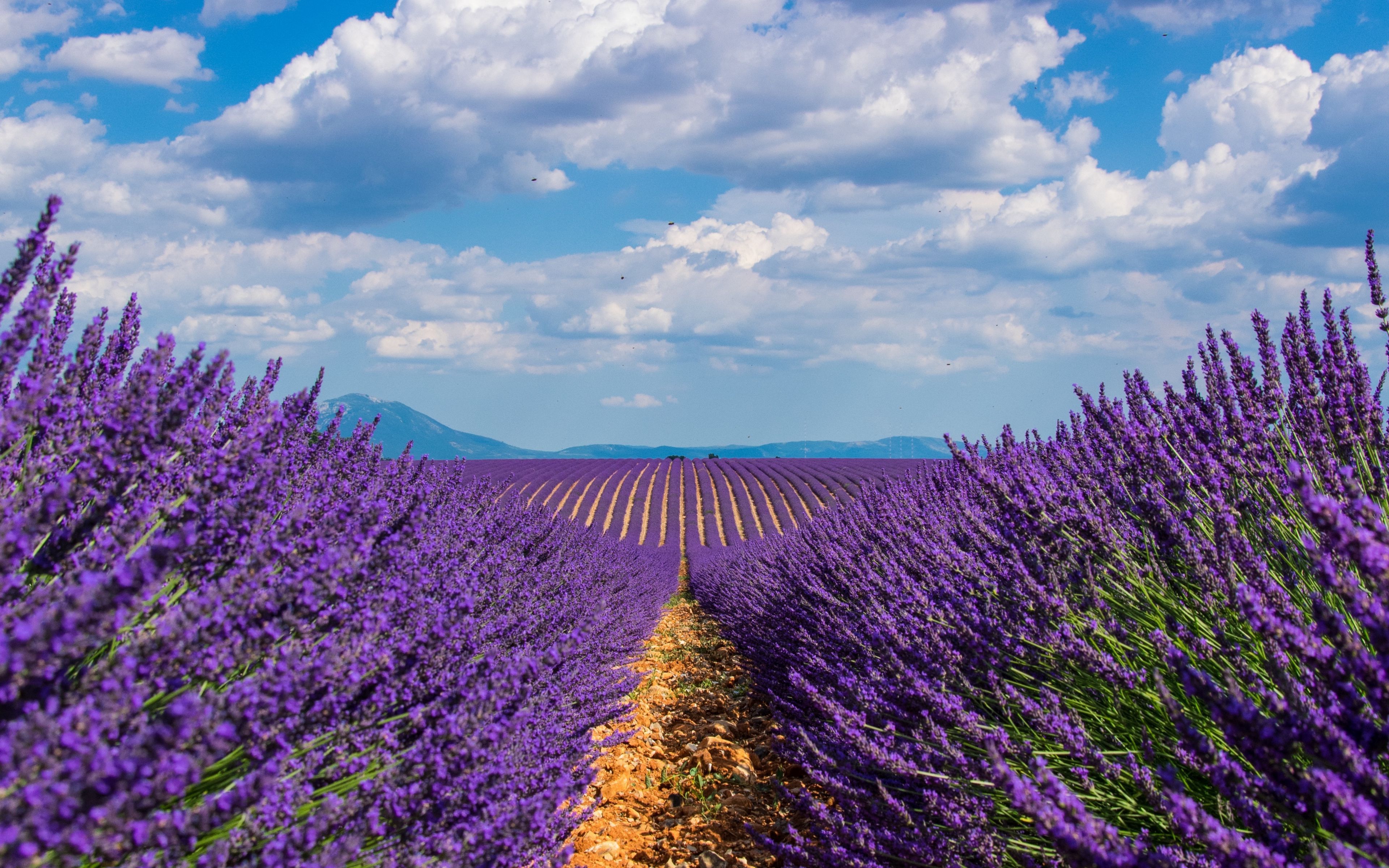 Download wallpaper 3840x2400 lavender, field, sky, bloom 4k ultra HD 16:10 HD background