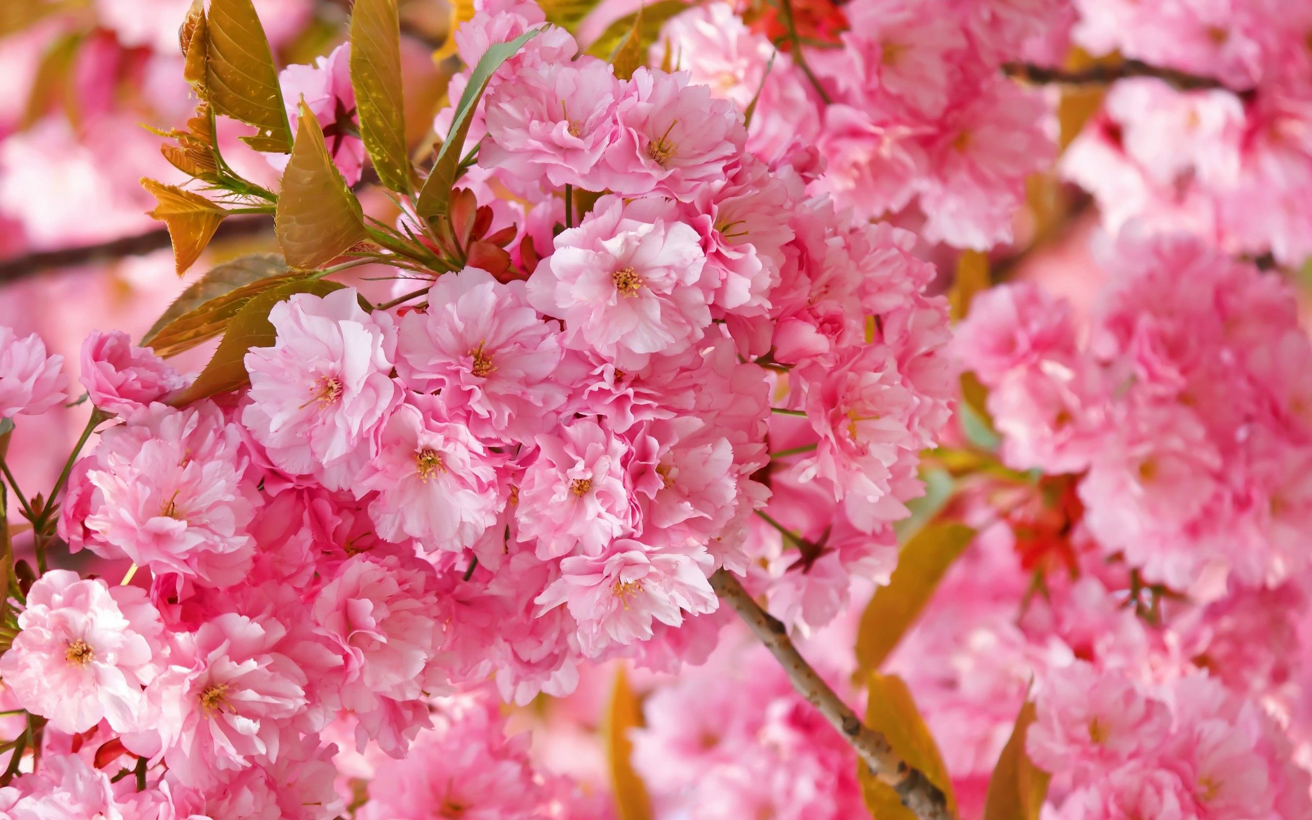 Spring cherry blossom HD