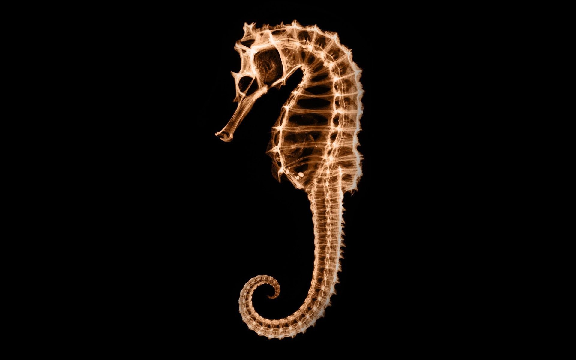 Quality Photo Of Seahorse, Wallpaper Of X Ray, Skeleton Rays