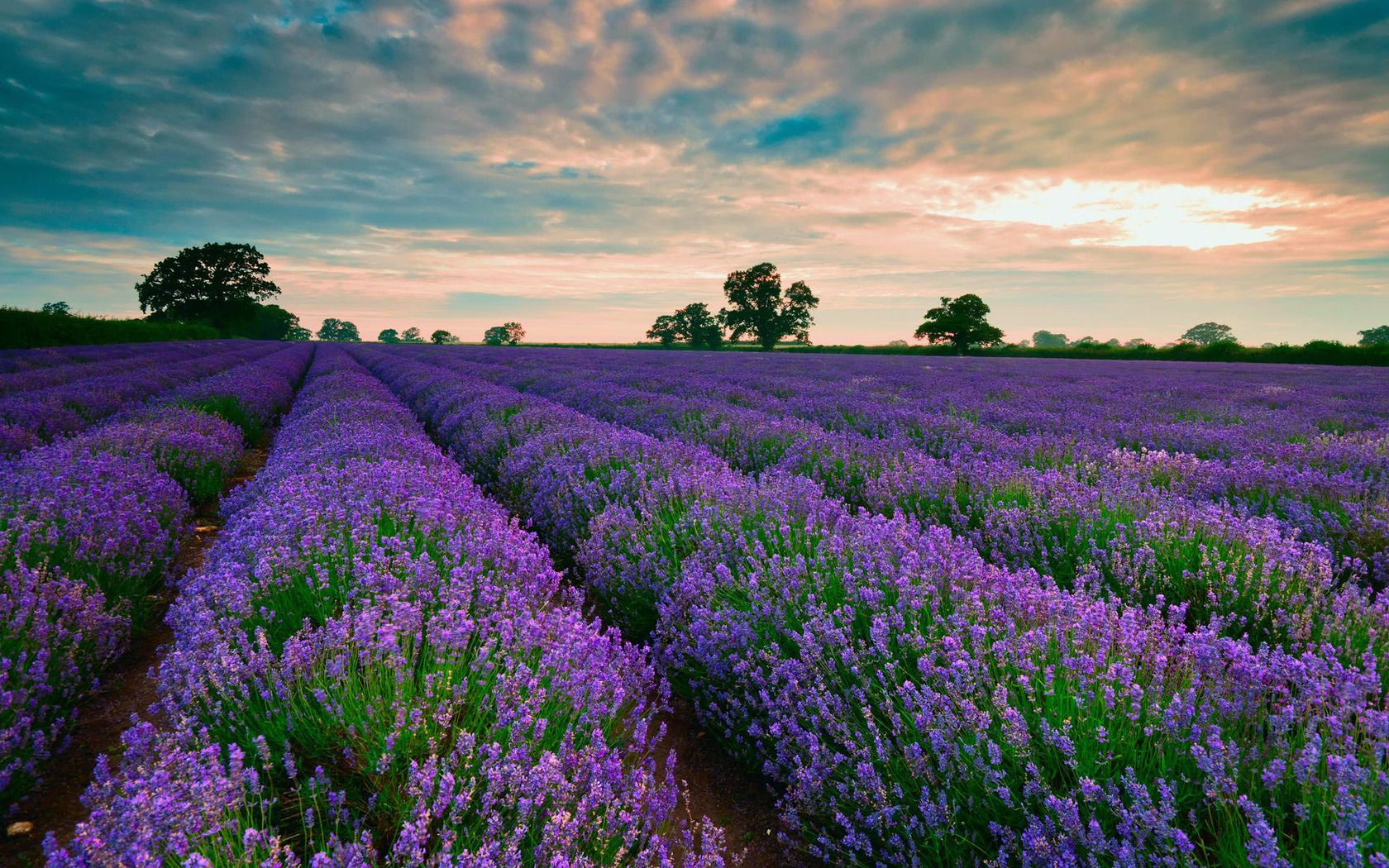 Lavender Field Wallpaper