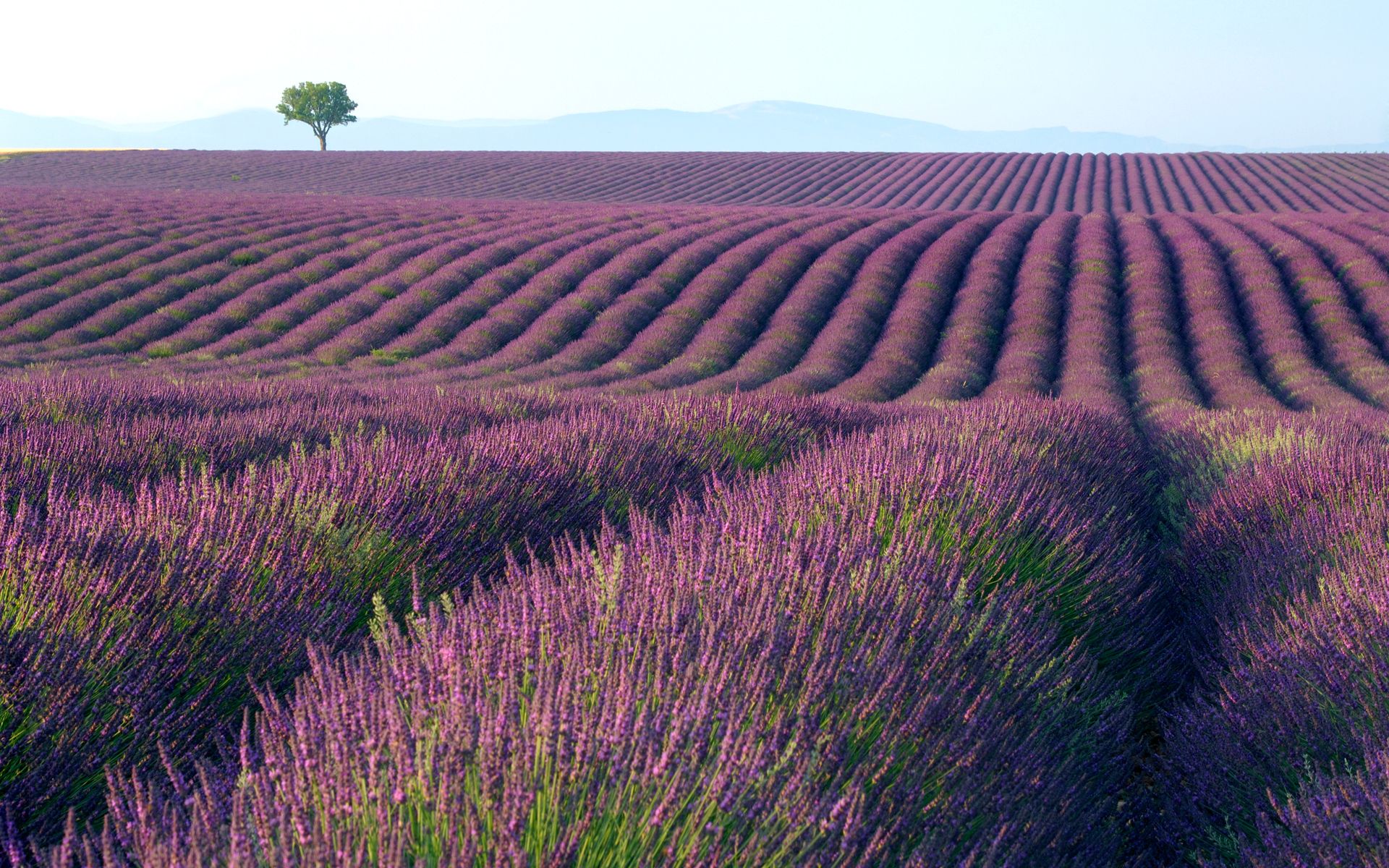 Lavender Fields HD wallpaper