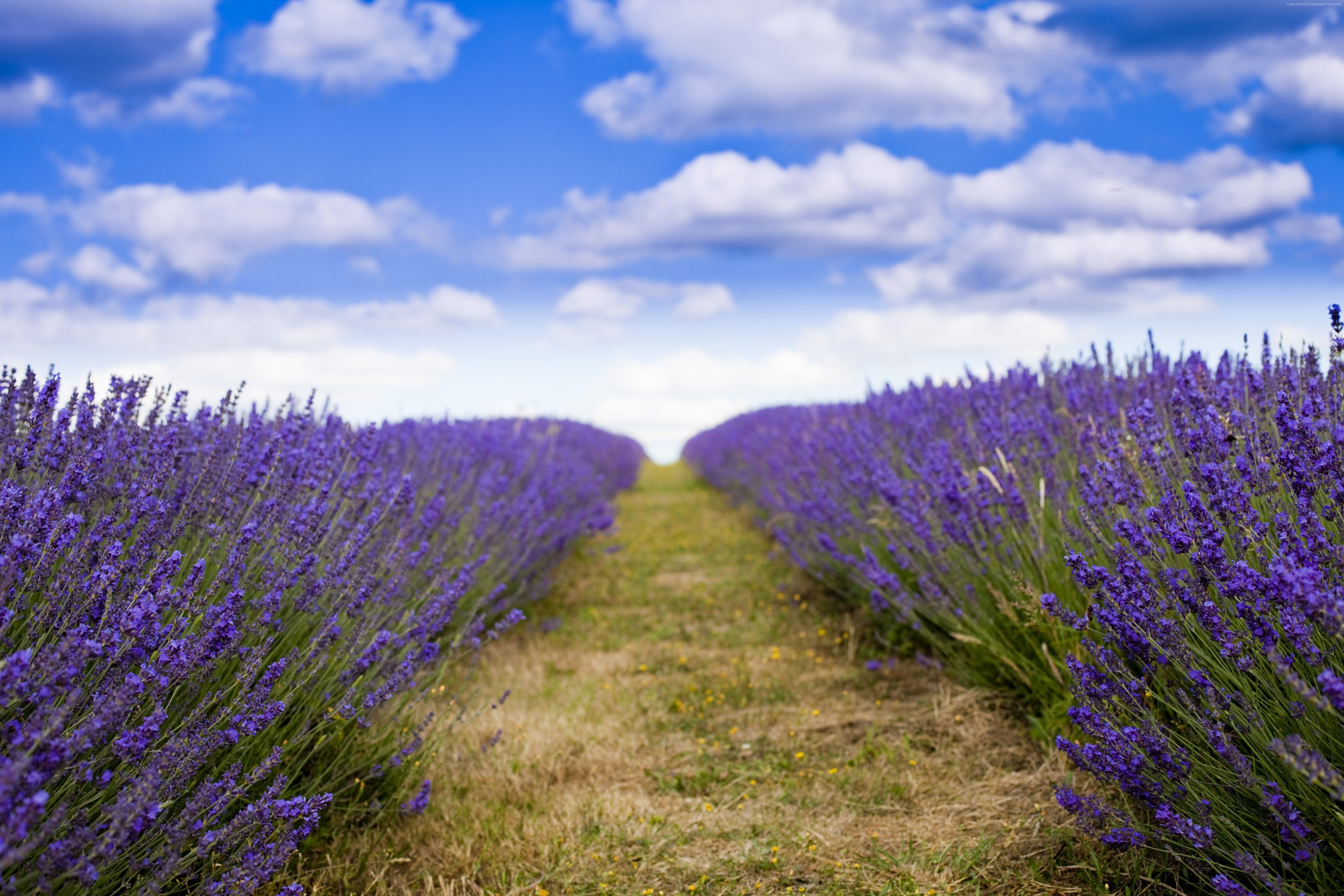 Photo of lavender field under blue sky during daytime HD wallpaper