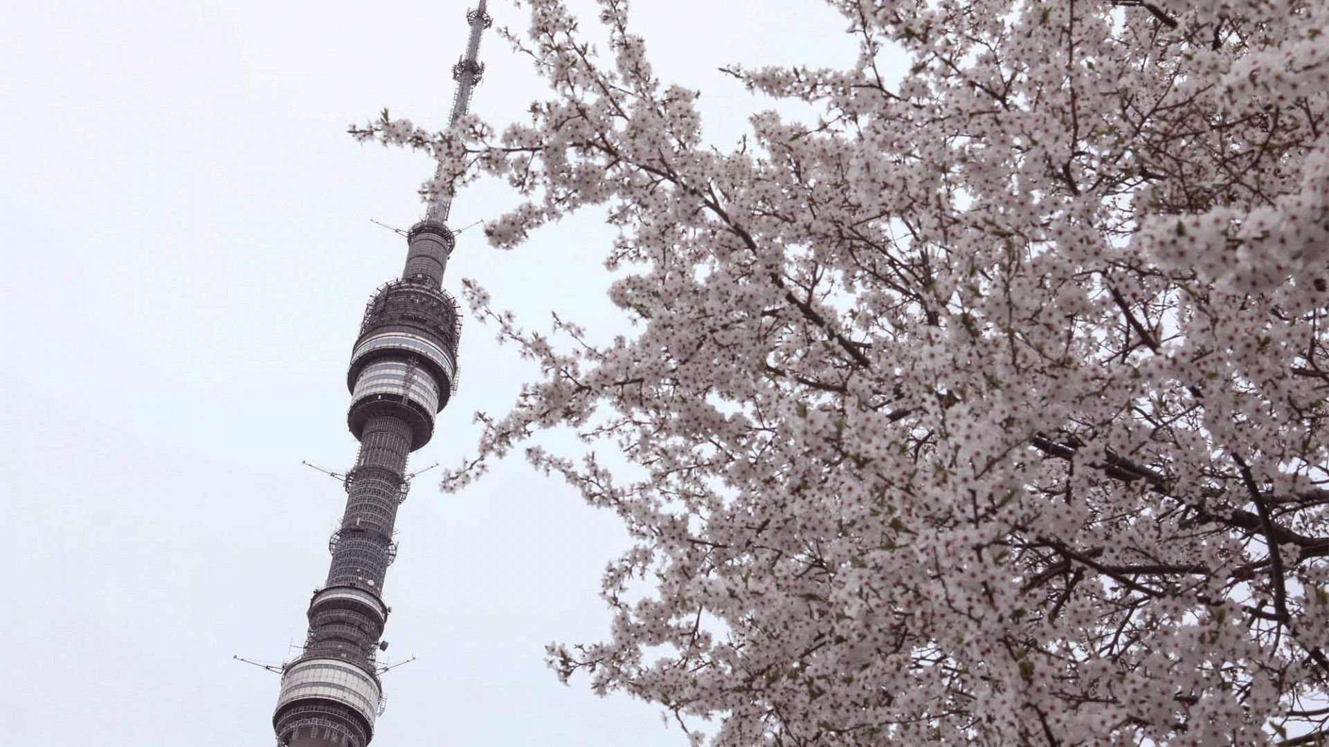 Springtime Blossoms Arrive in Moscow Moscow Times