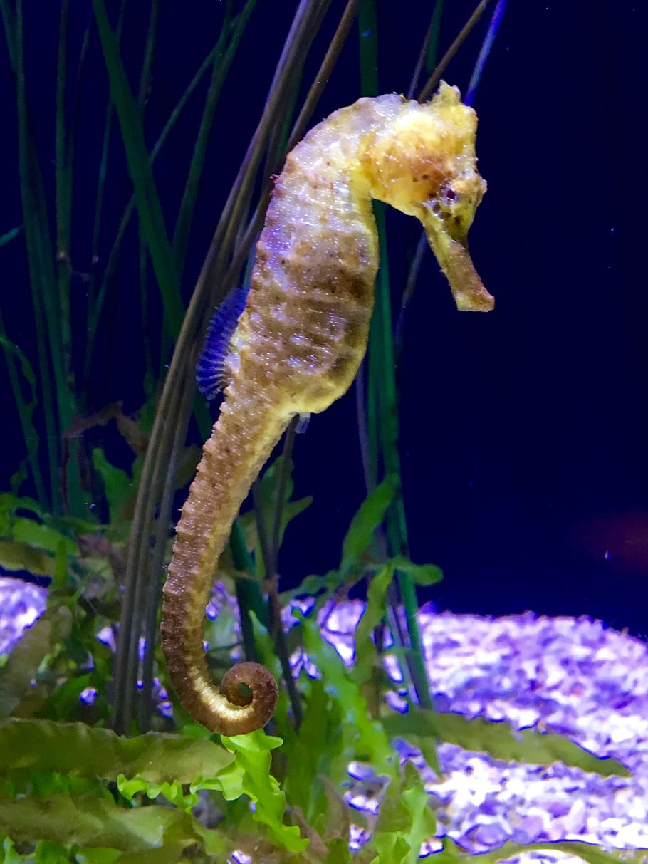 HD wallpaper: grey and yellow seahorse, sea horse, aquarium