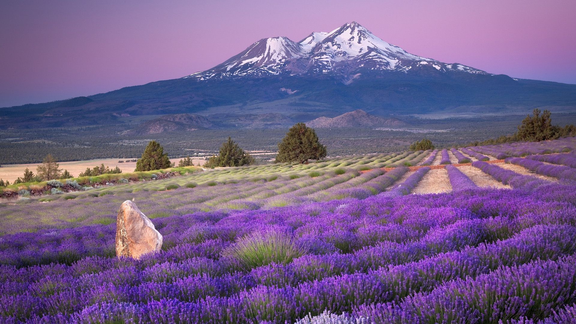 Lavender flowers mountains Nature field landscape