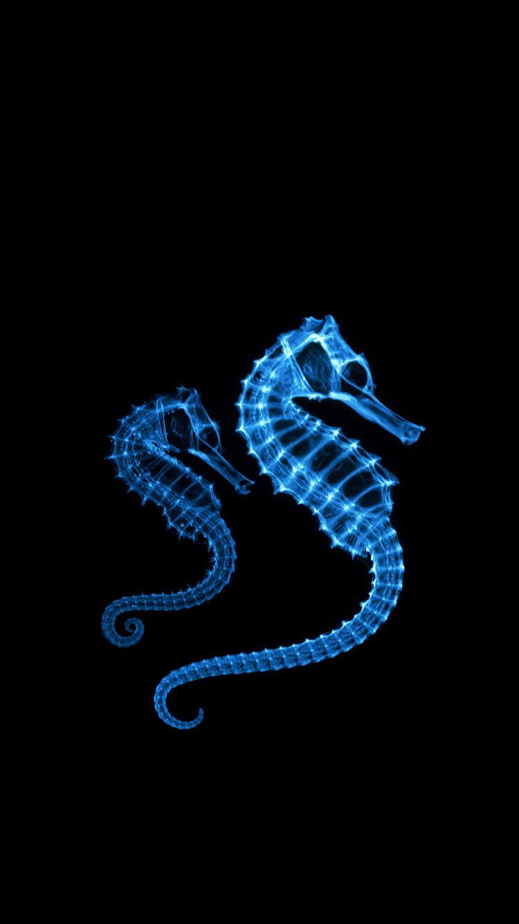 Blue Seahorses. Marine animals, Seahorse, Animal