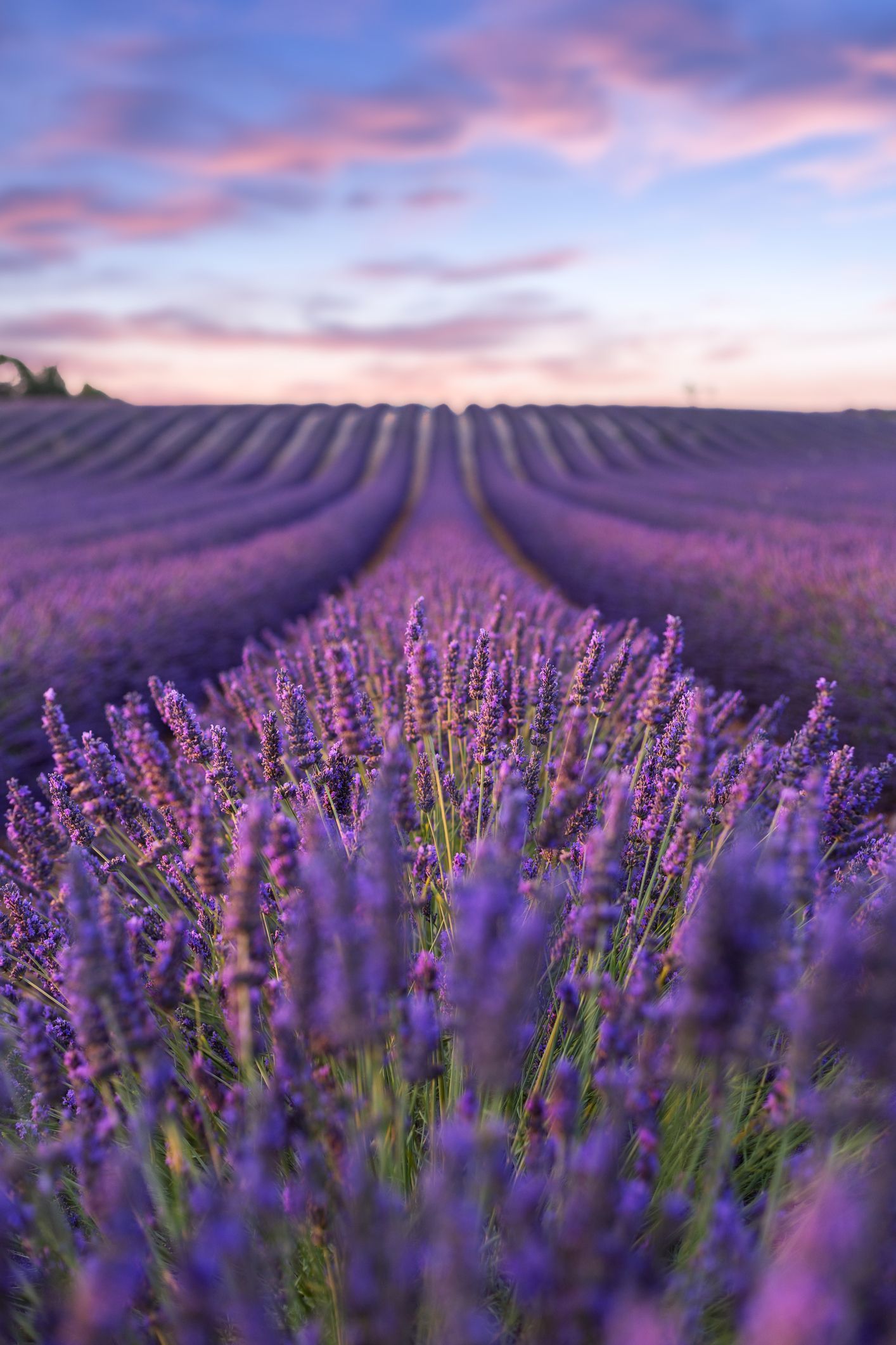 Lavender fields: the best of