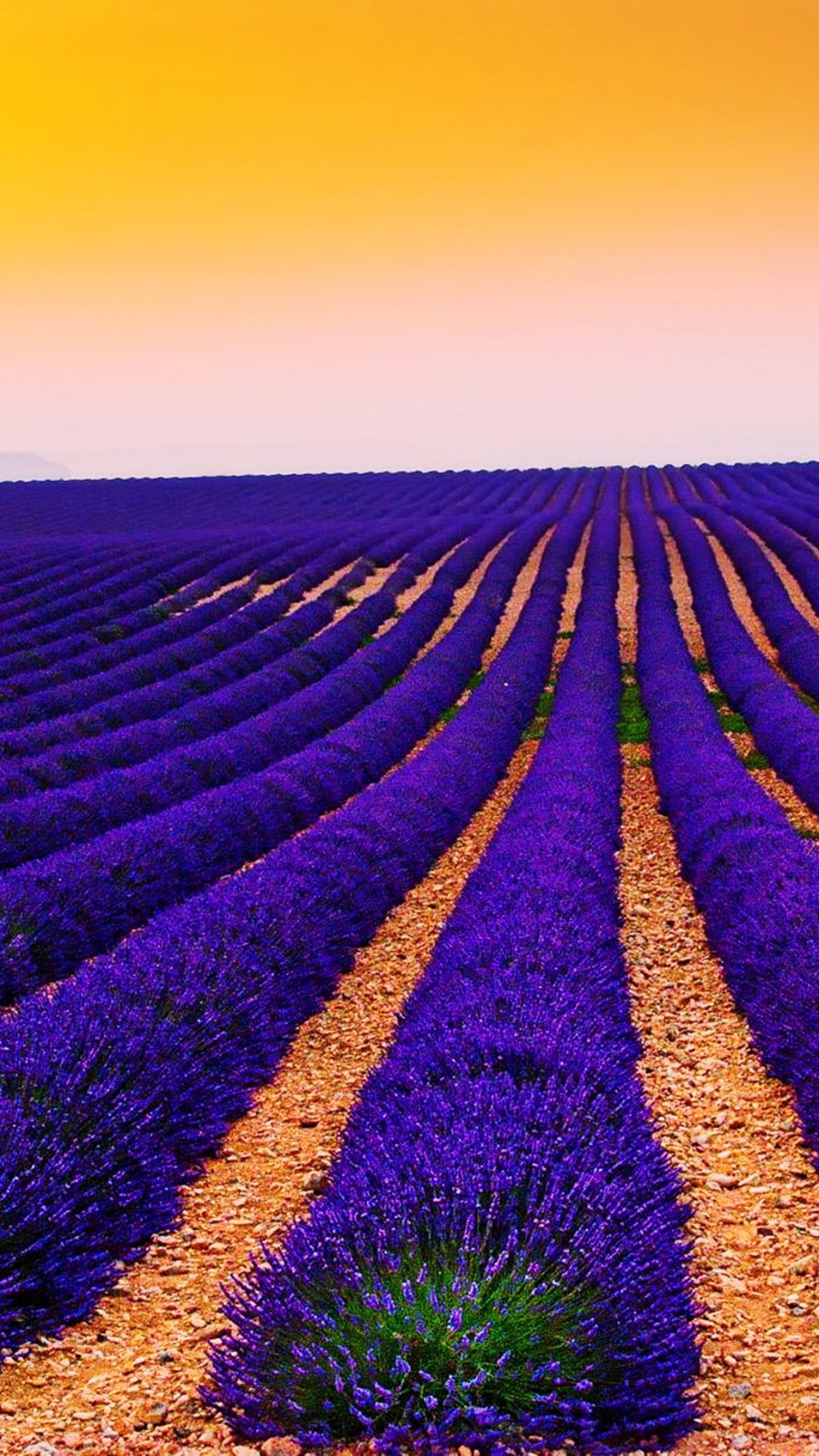 Wallpaper Lavender Fields, Sunset, Landscape, Valensole, France