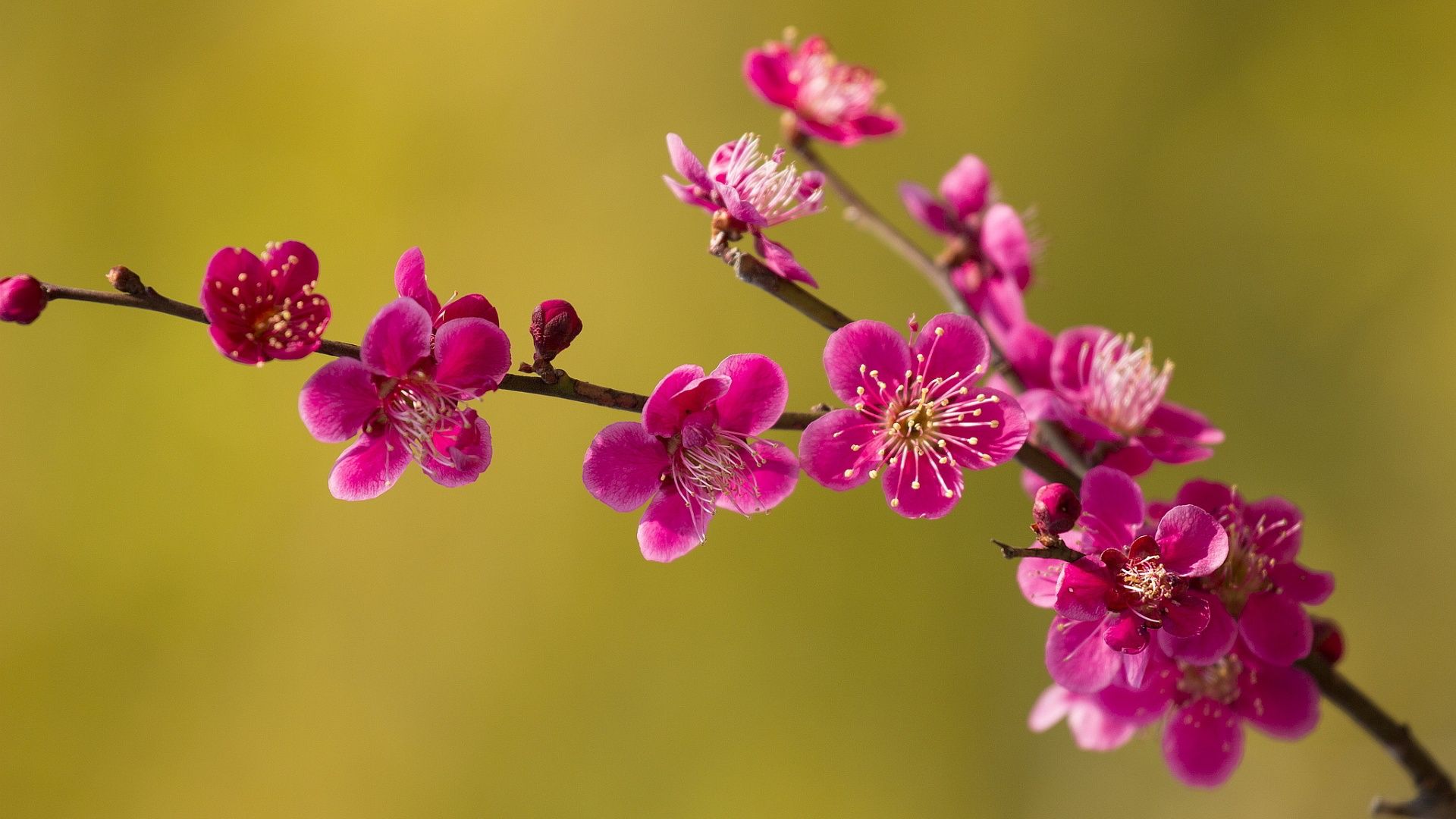 Pink Spring Blossoms Wallpaper, Download Wallpaper
