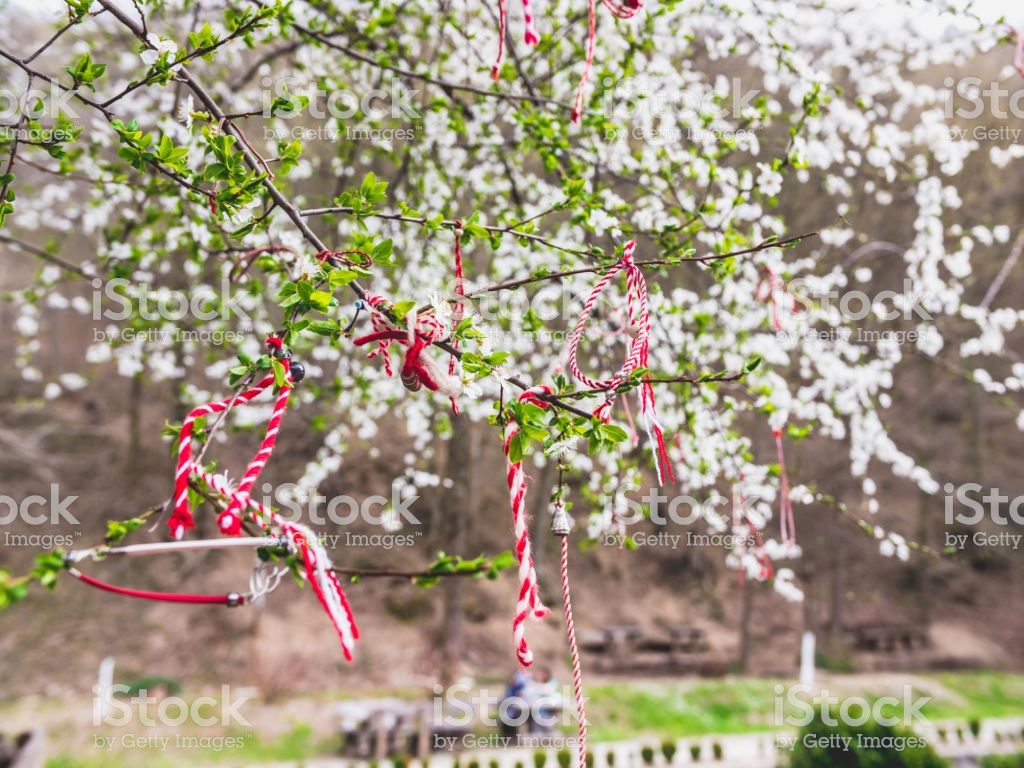 Springtime Blossom Tree With Bulgarian Martenitza Hanging On It