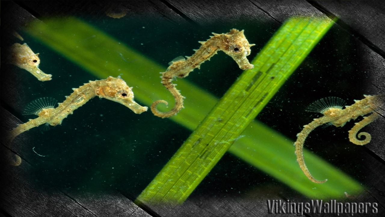 Seahorse Wallpaper for Android
