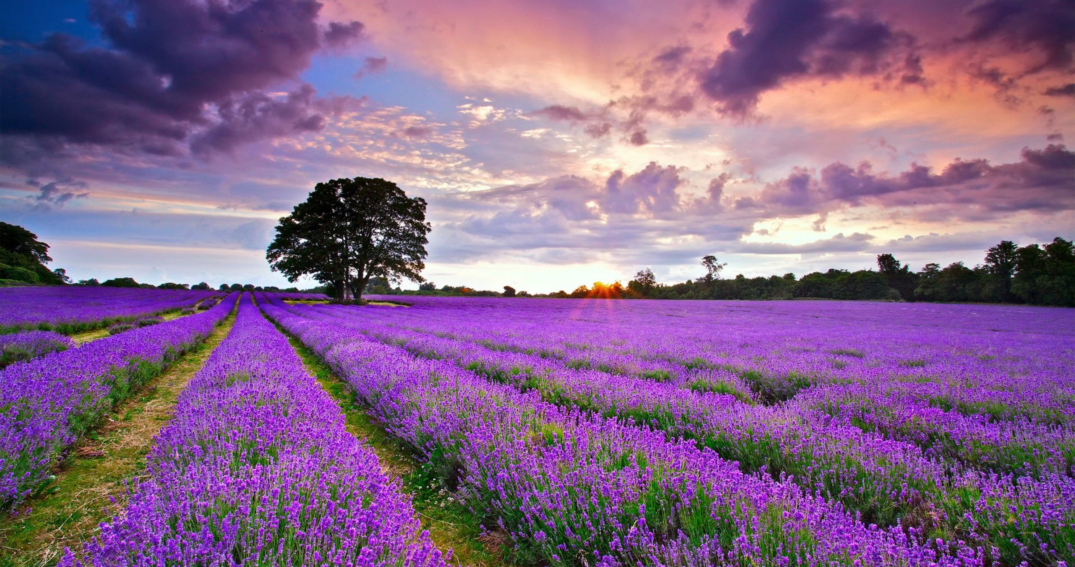 united kingdom lavender field 4k ultra HD wallpaper High quality