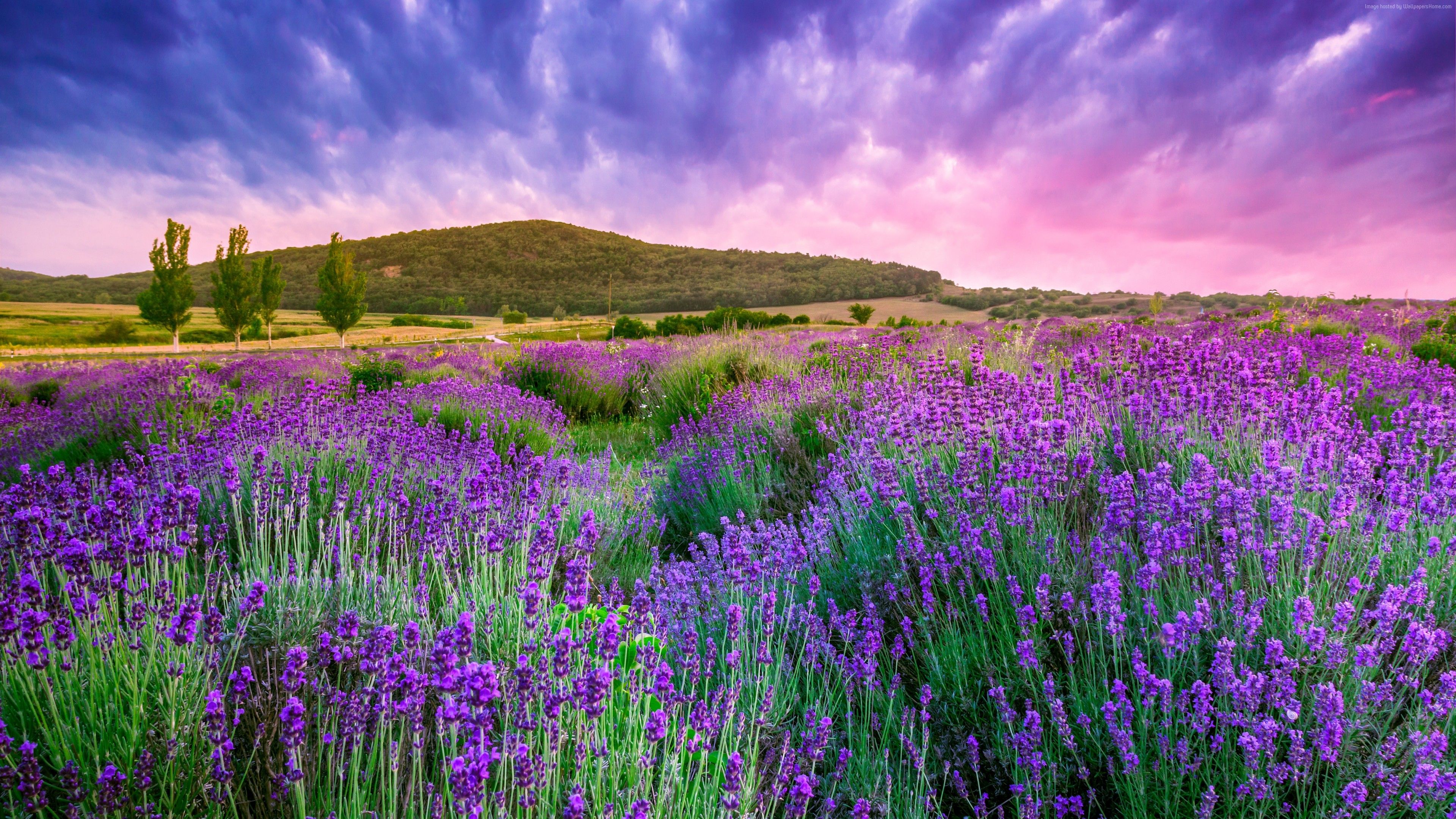 Wallpaper lavender, field, sky, mountain, Provence, France, Europe