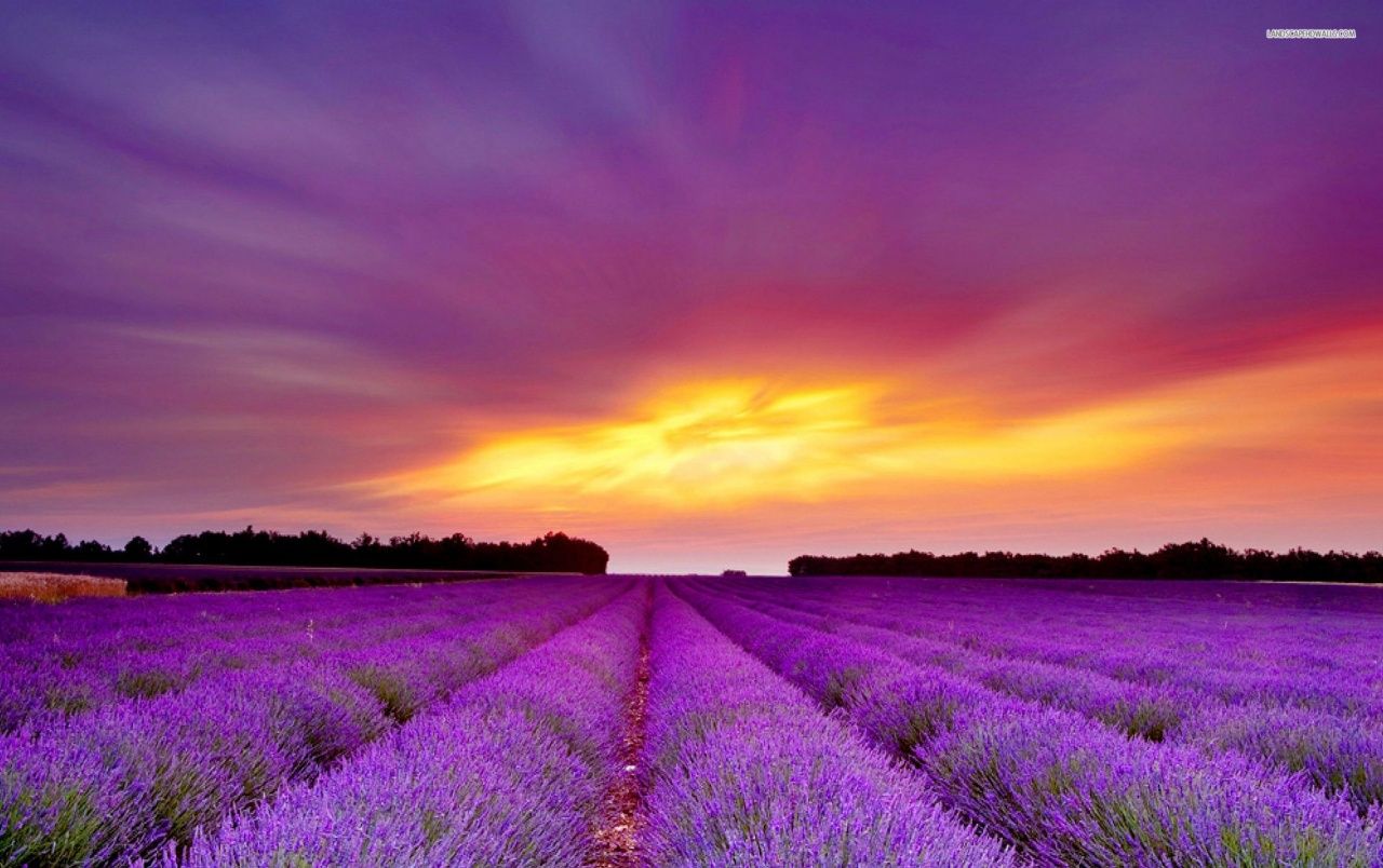 Originalwide Lavender Field & Purple Sunset Wallpaper