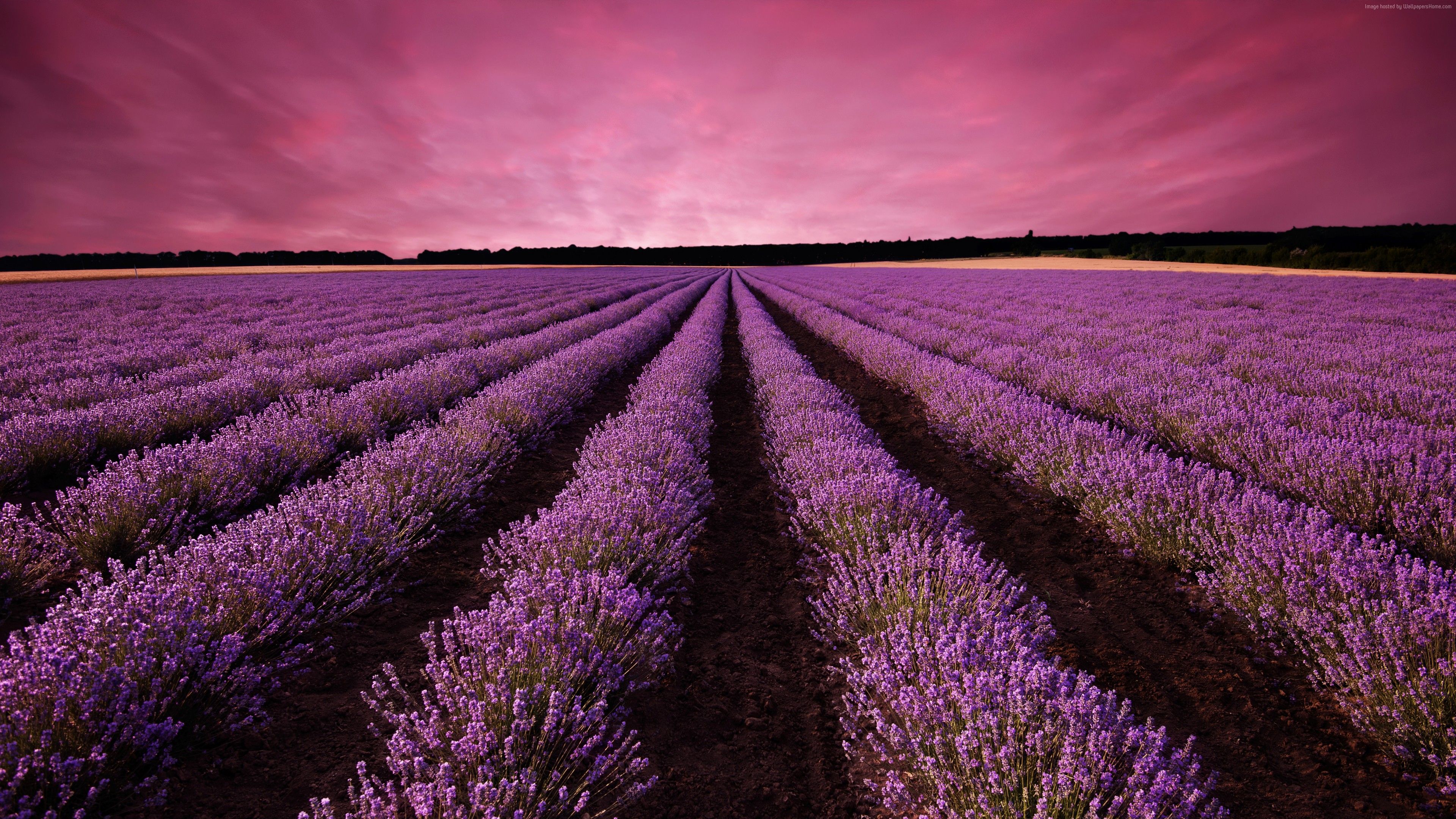 Wallpaper lavender, field, sky, mountain, Provence, France, Europe, 5k, Nature Wallpaper Download Resolution 4K Wallpaper