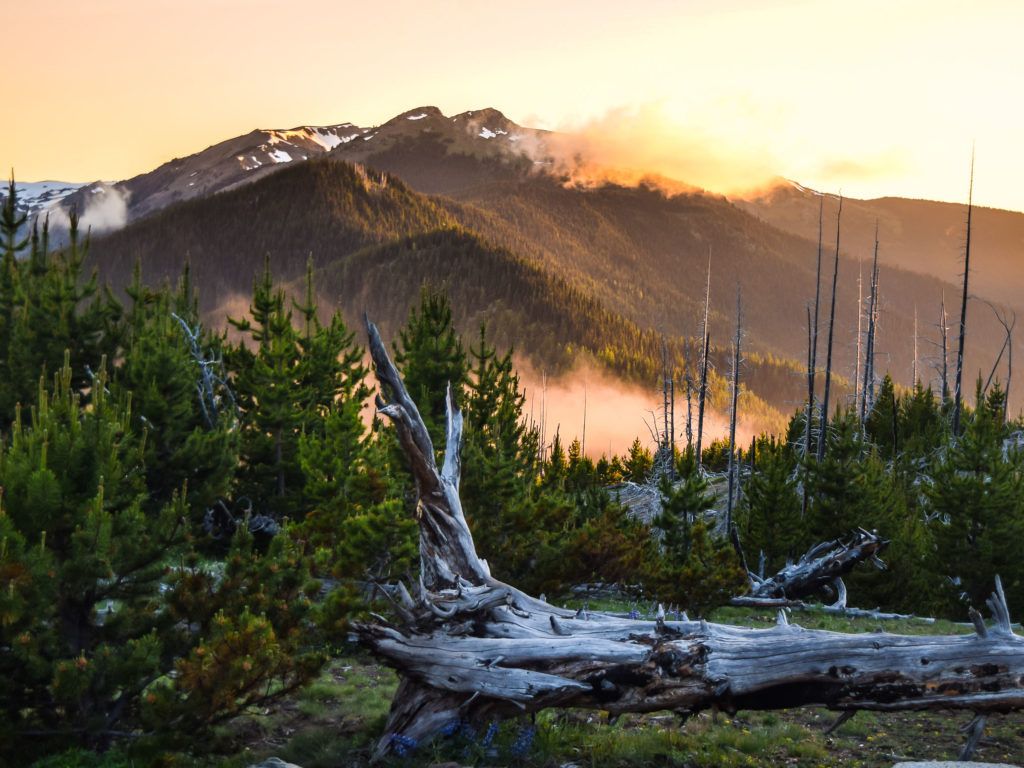 OLYMPIC NATIONAL PARK SUMMER CAMPING THUMB. Backpacking, Day