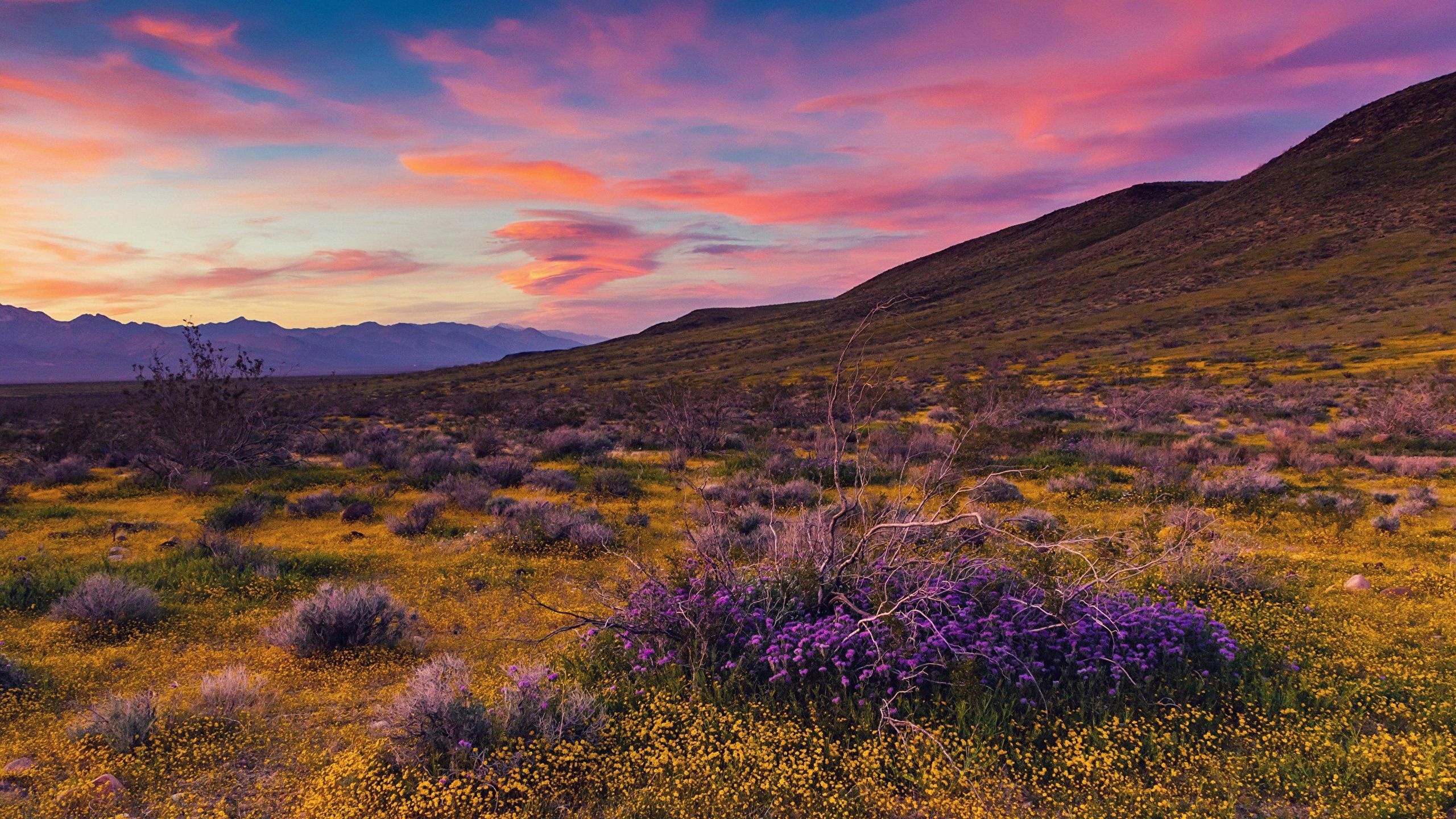 Desktop Wallpaper California USA Mojave Desert Nature 2560x1440
