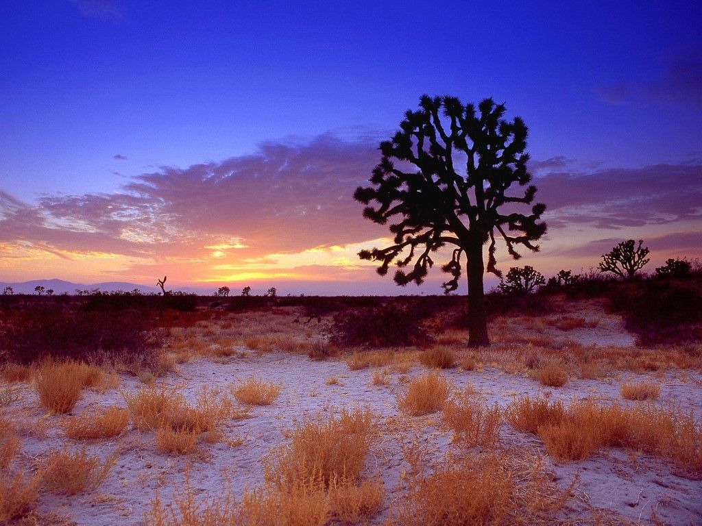 Mojave Desert Background